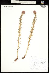 Clementsia rhodantha image