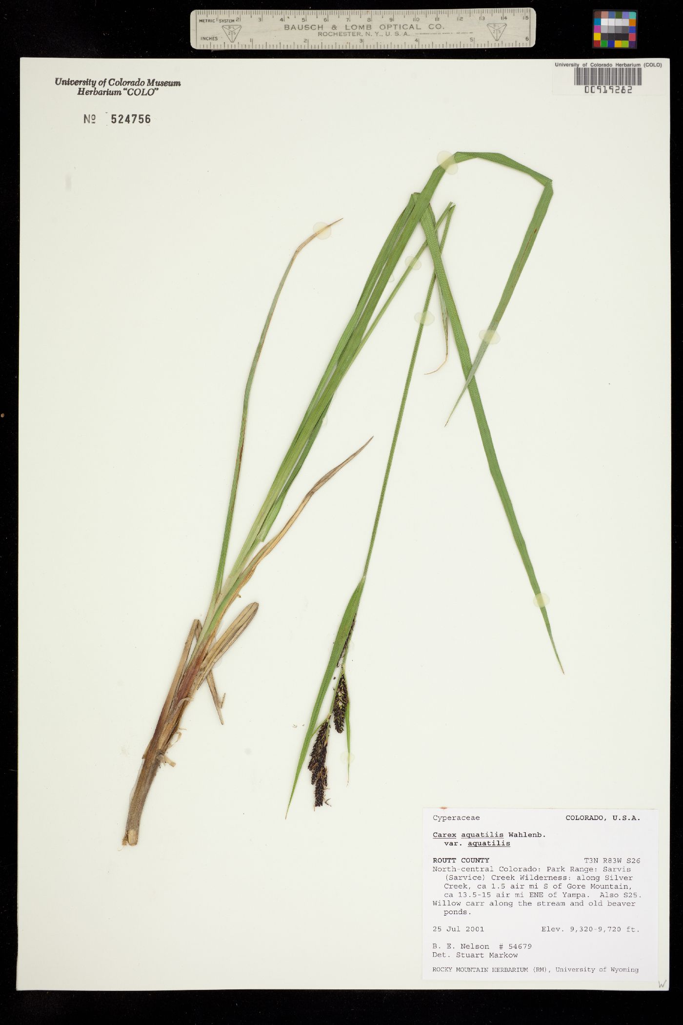 Carex aquatilis ssp. aquatilis image