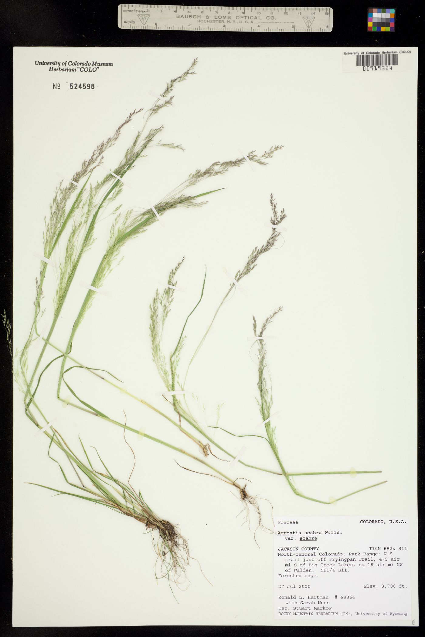 Agrostis scabra image