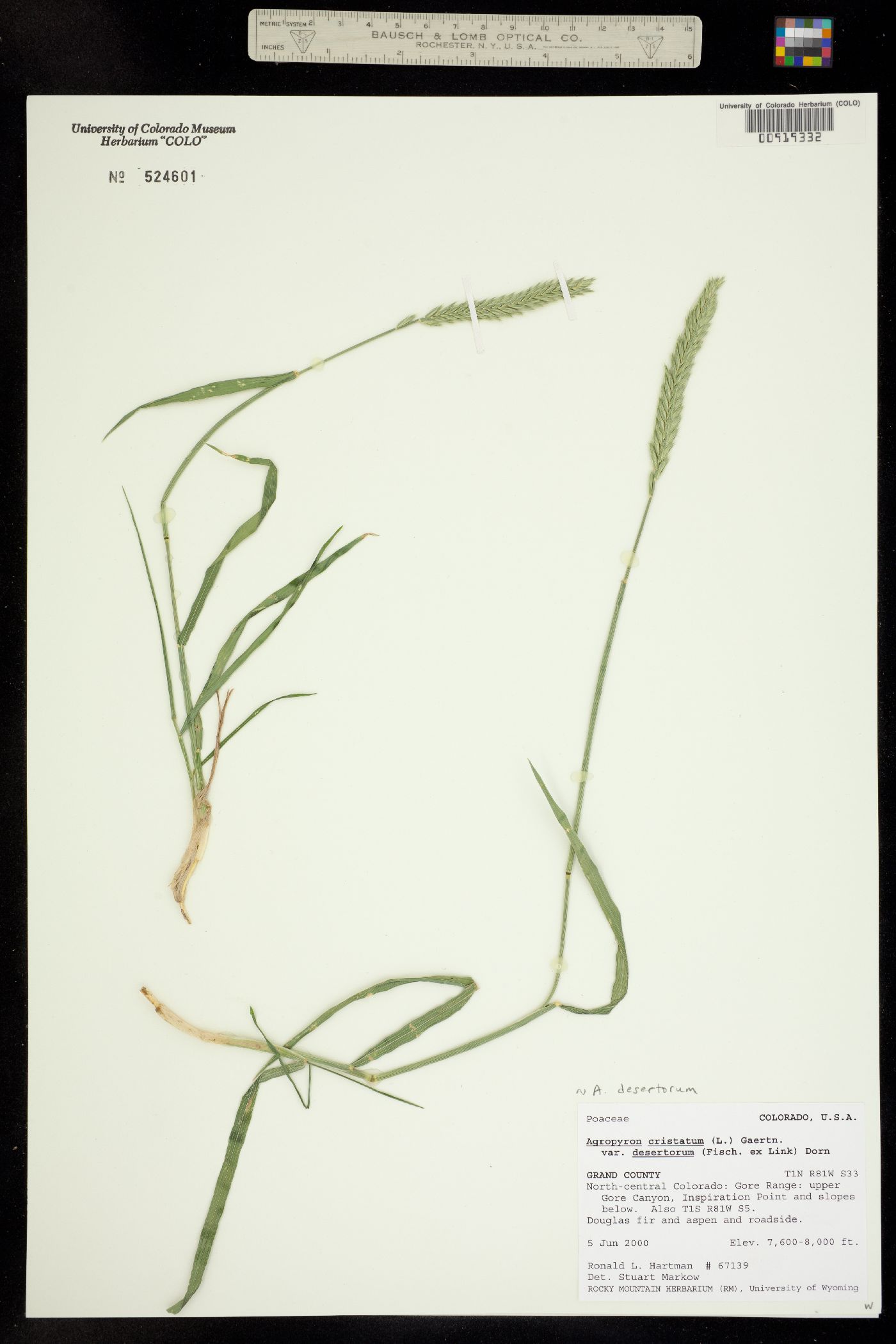 Agropyron desertorum image