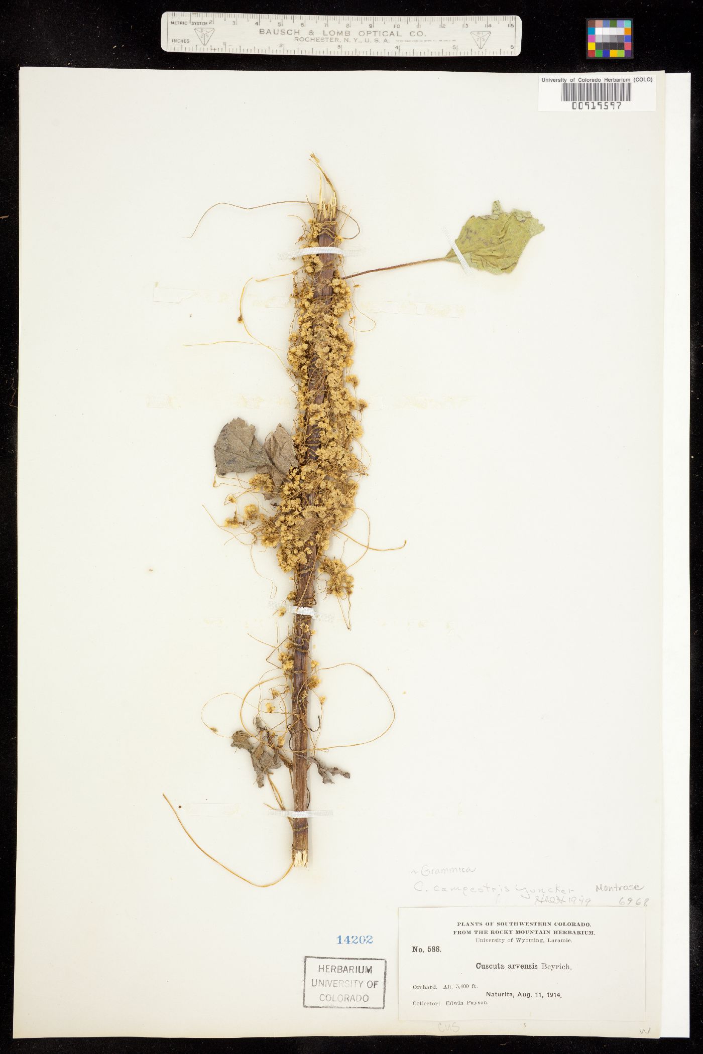 Cuscuta campestris image