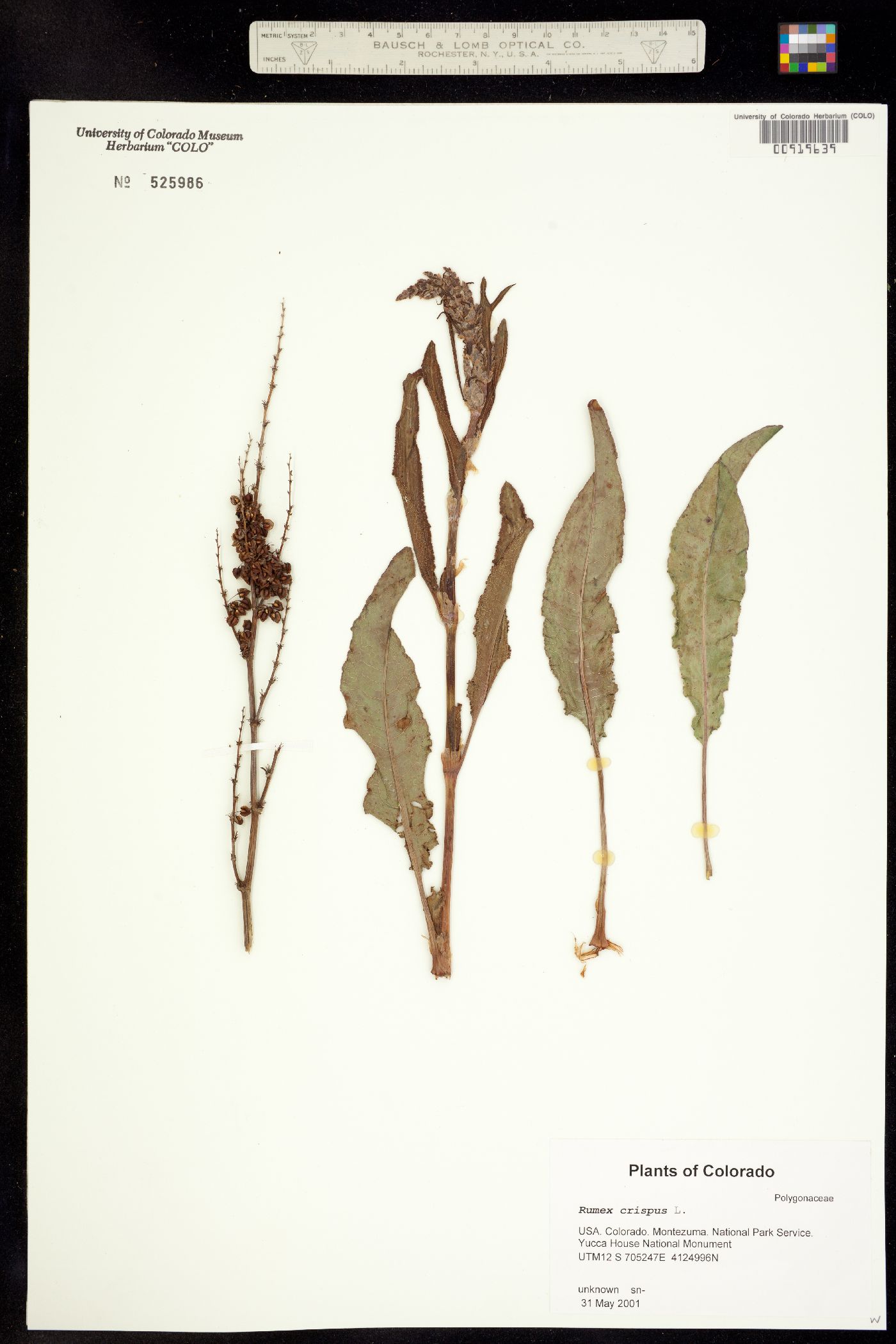 Rumex crispus image