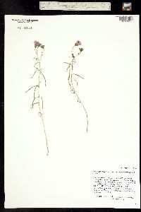 Palafoxia rosea var. macrolepis image