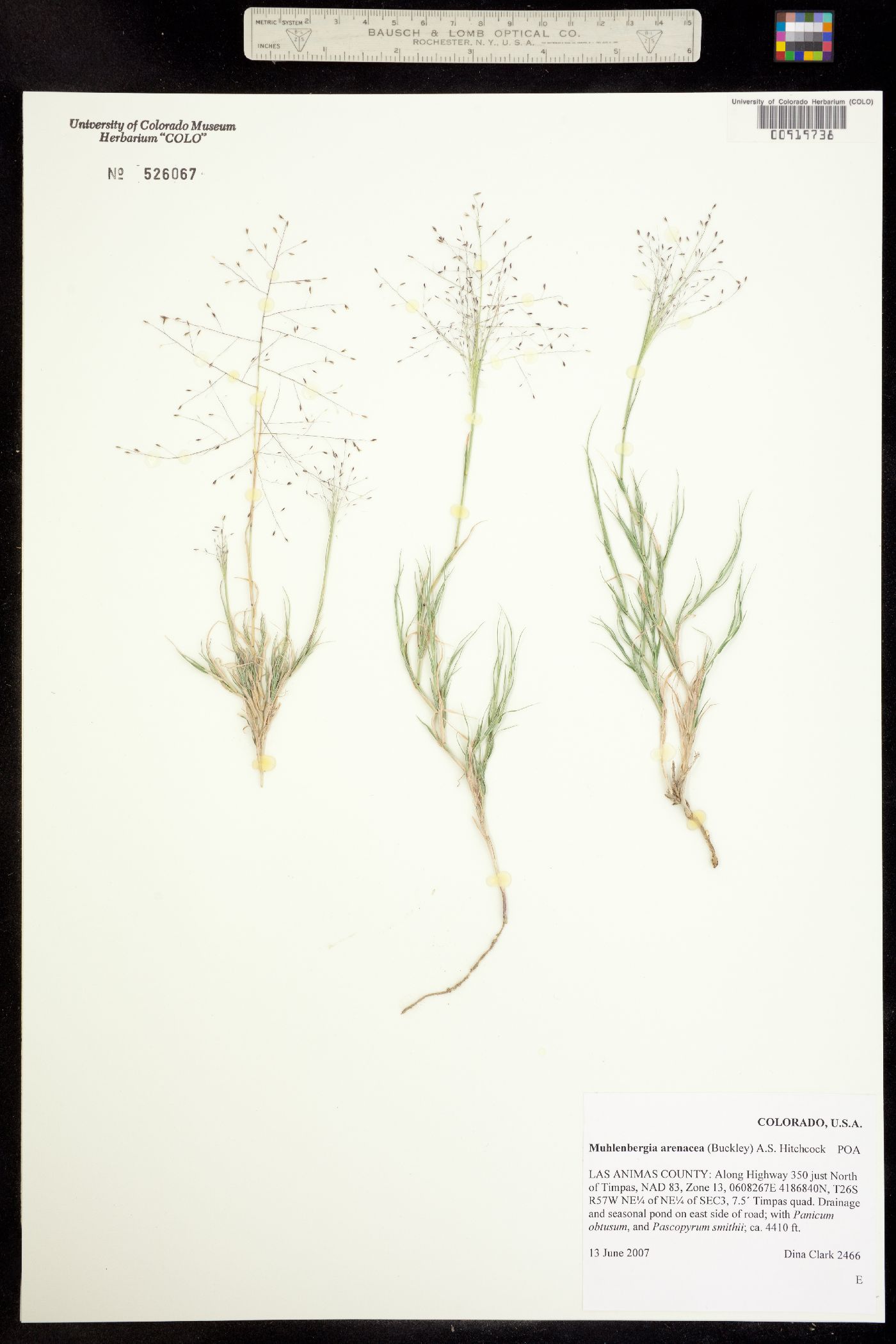 Muhlenbergia arenacea image