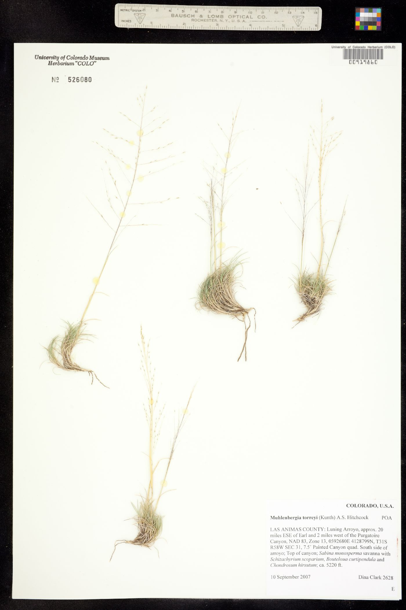 Muhlenbergia torreyi image