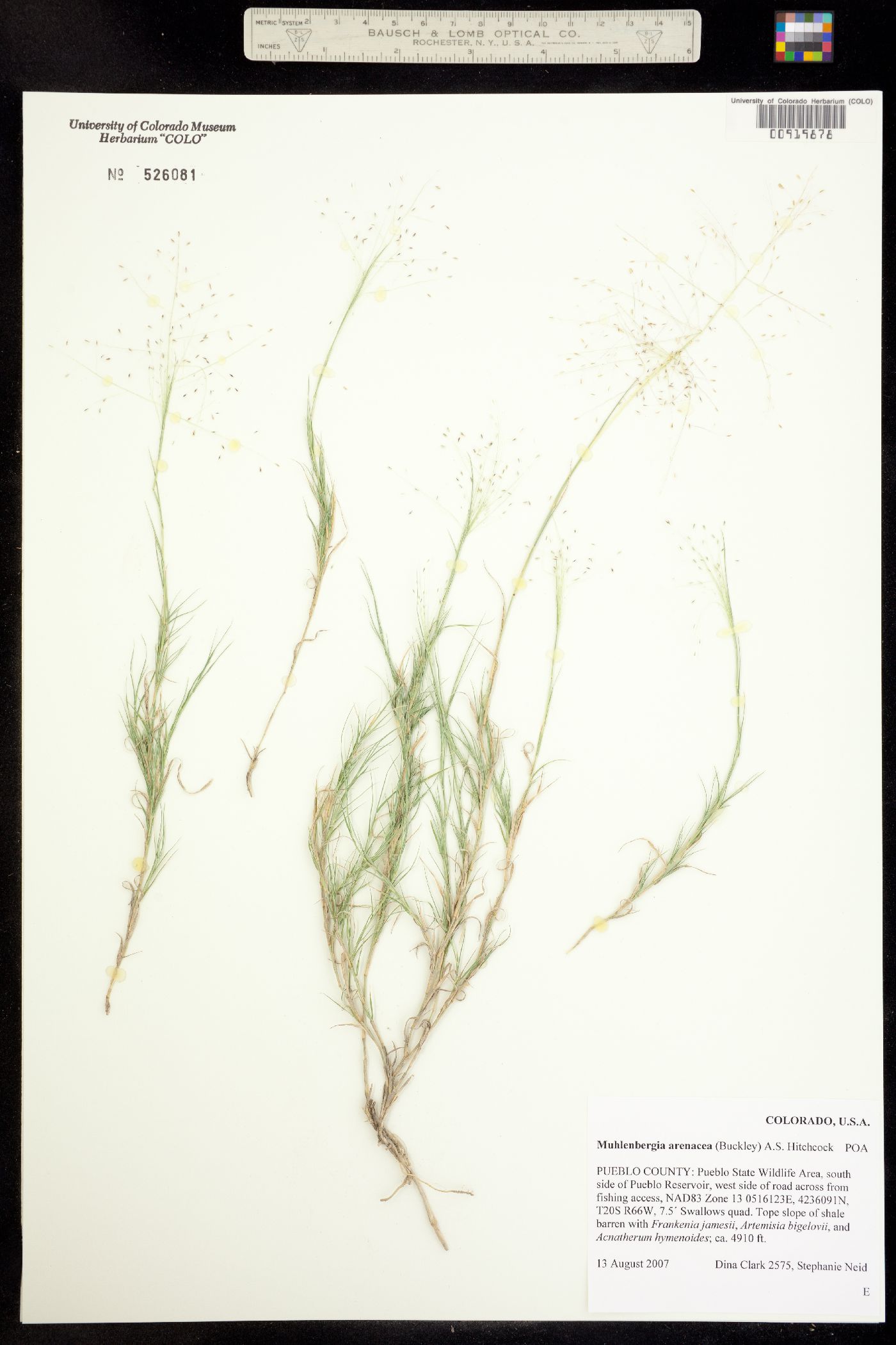 Muhlenbergia arenacea image