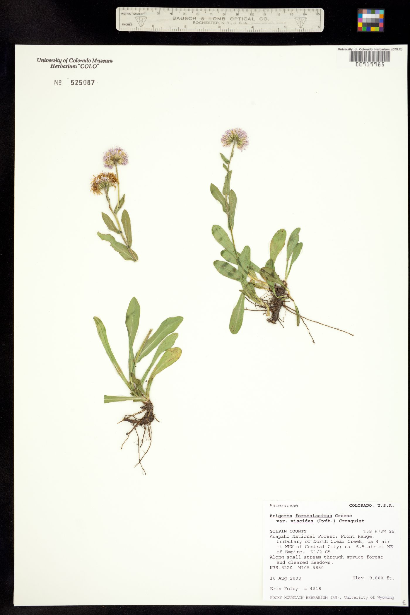 Erigeron formosissimus image