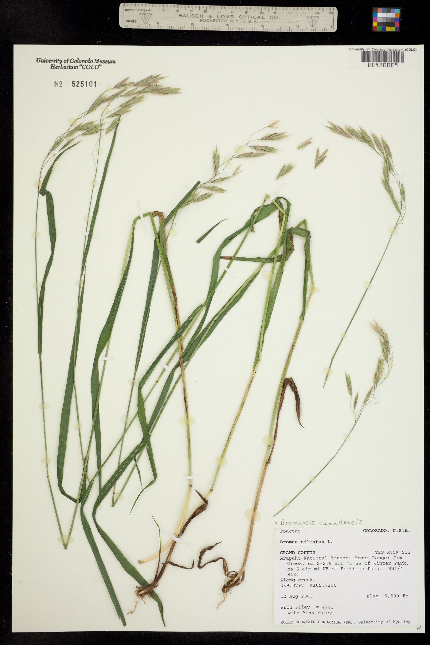 Bromus ciliatus image