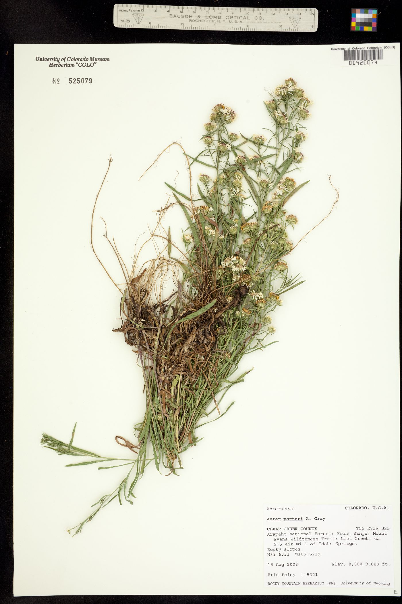 Symphyotrichum porteri image