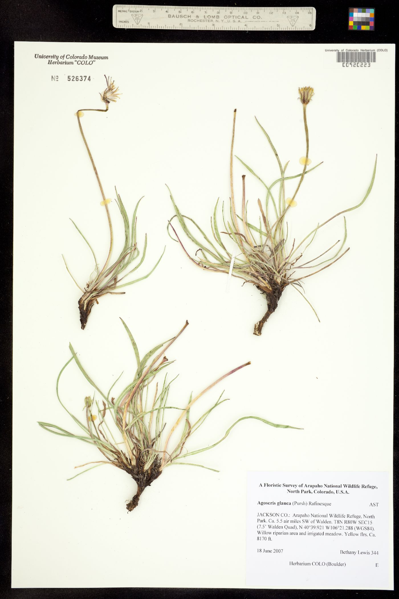 Agoseris glauca image