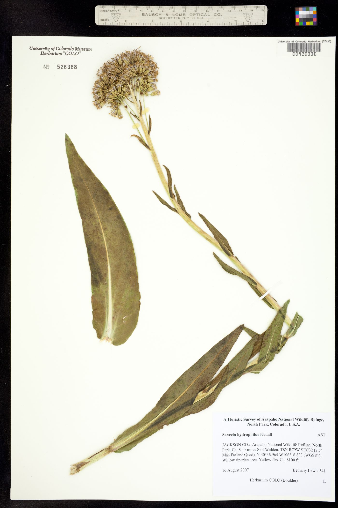 Senecio hydrophilus image