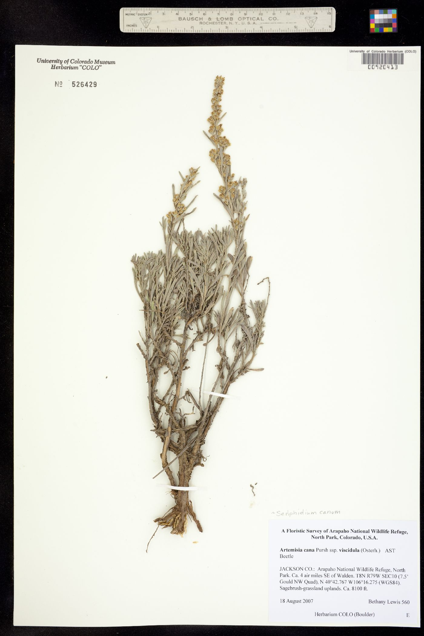 Seriphidium canum image