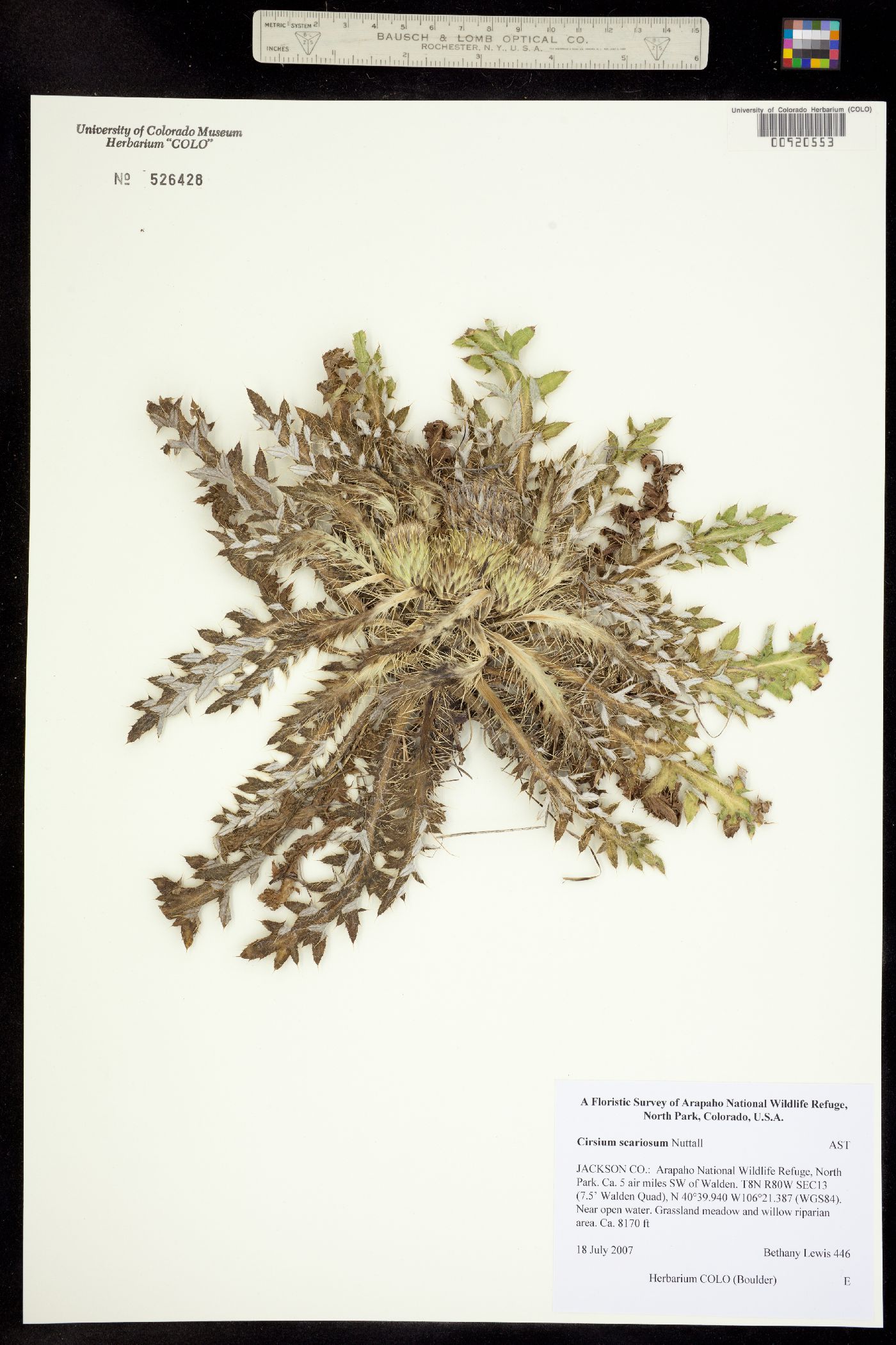 Cirsium scariosum image
