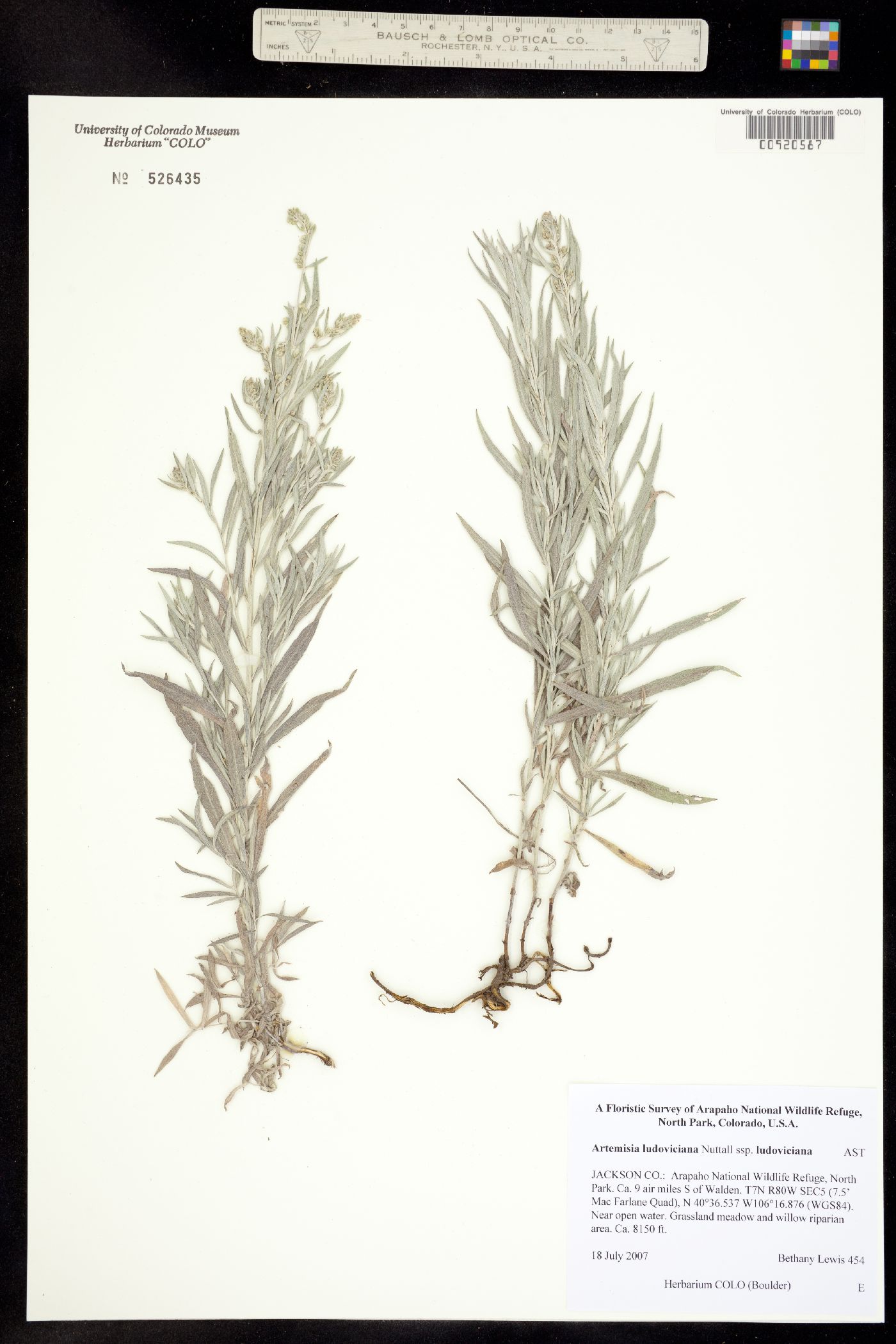 Artemisia ludoviciana ssp. ludoviciana image