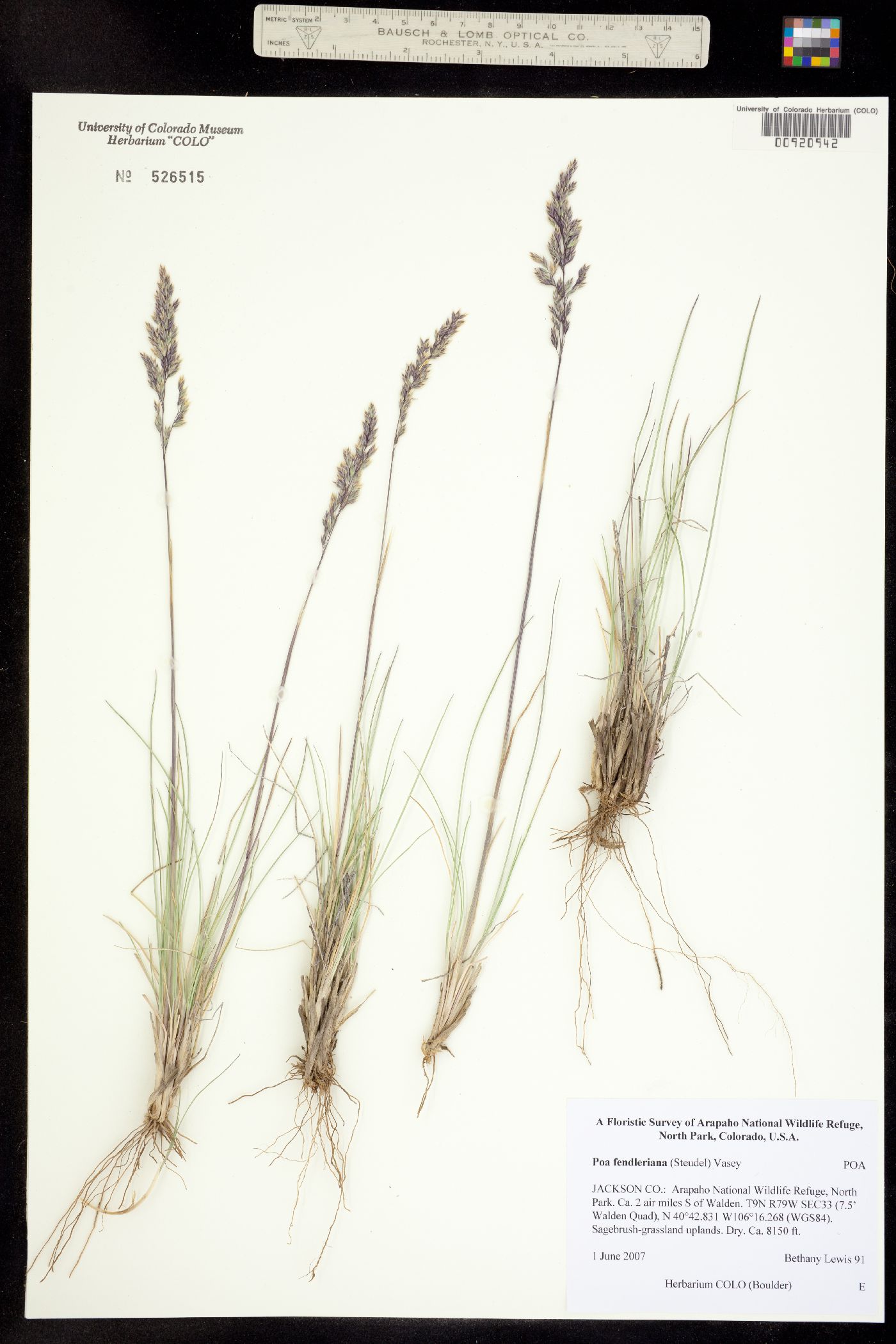 Poa fendleriana image