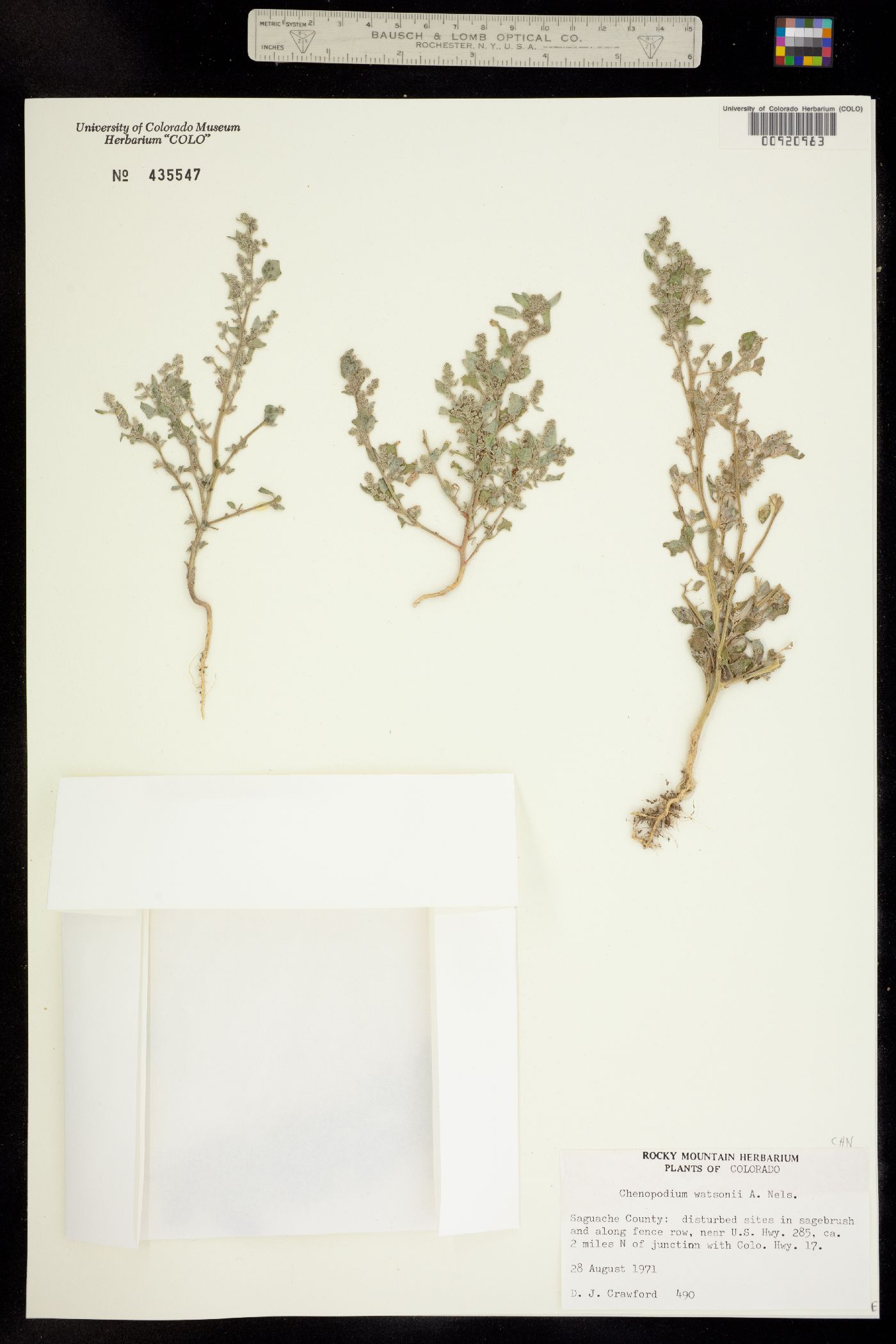 Chenopodium watsonii image