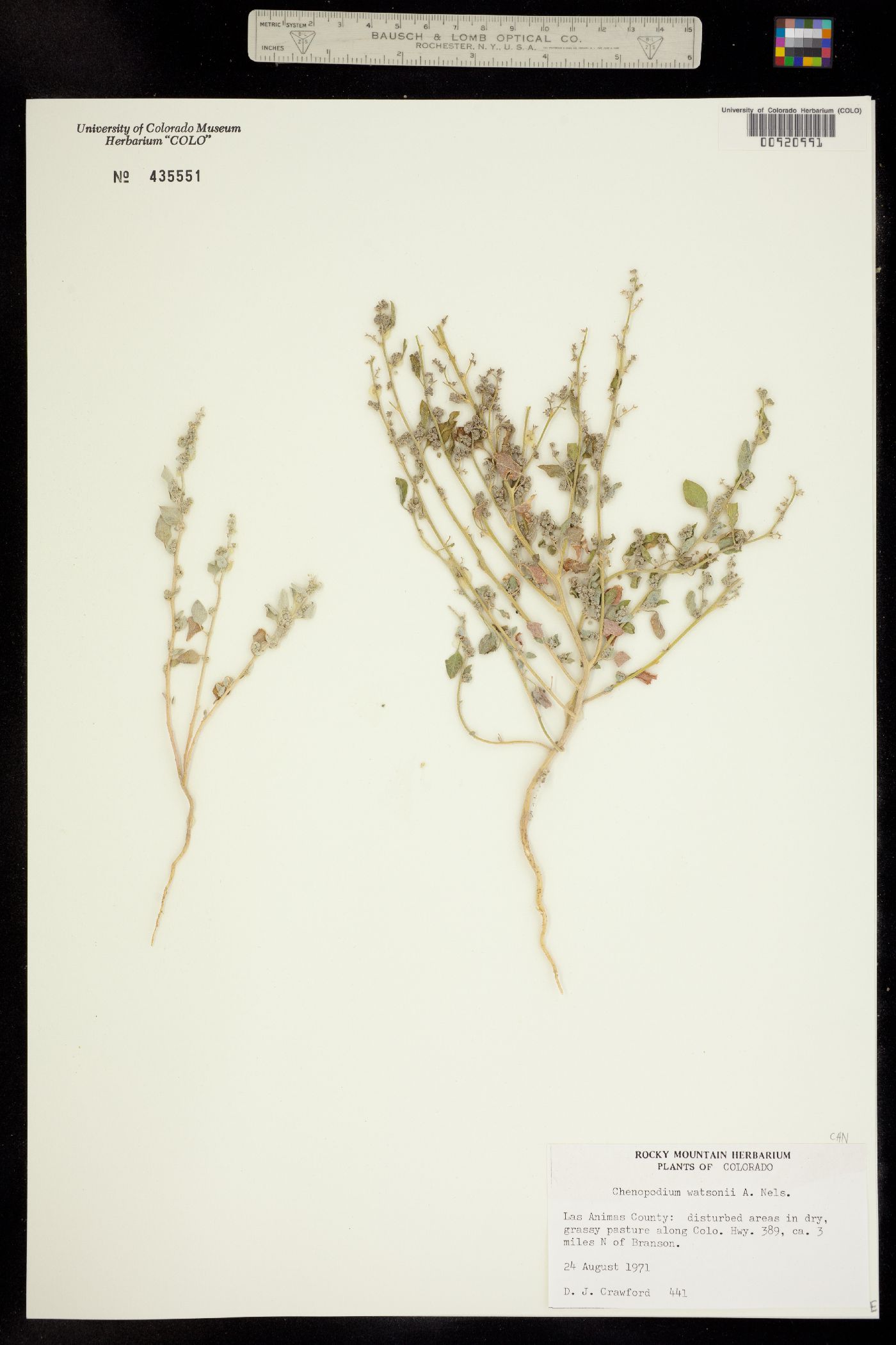 Chenopodium watsonii image