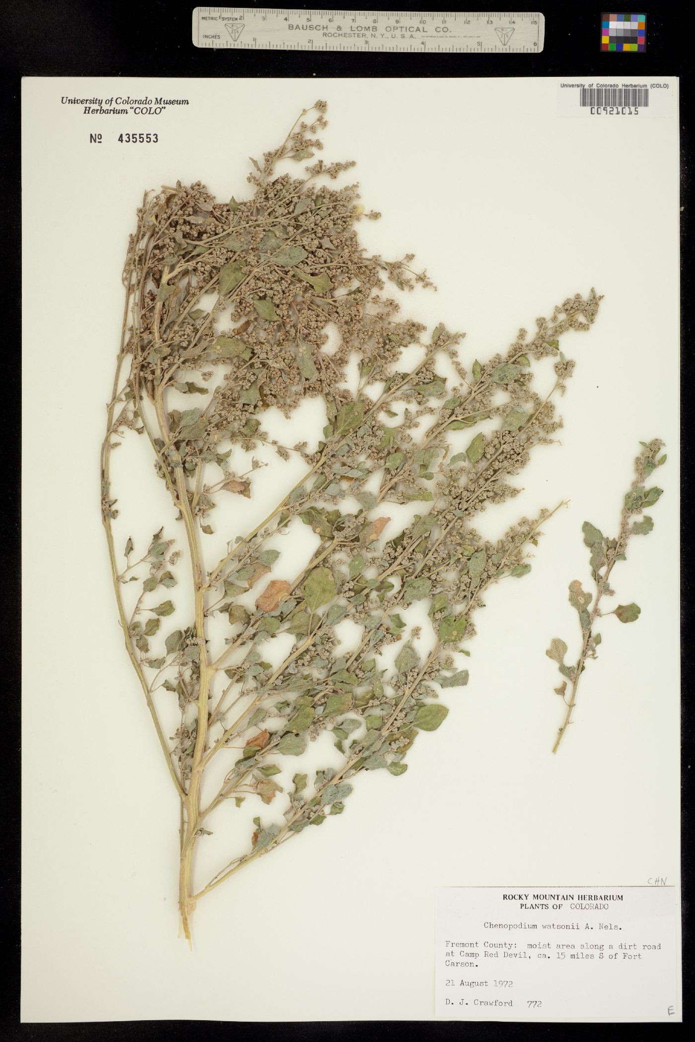 Chenopodium watsonii image