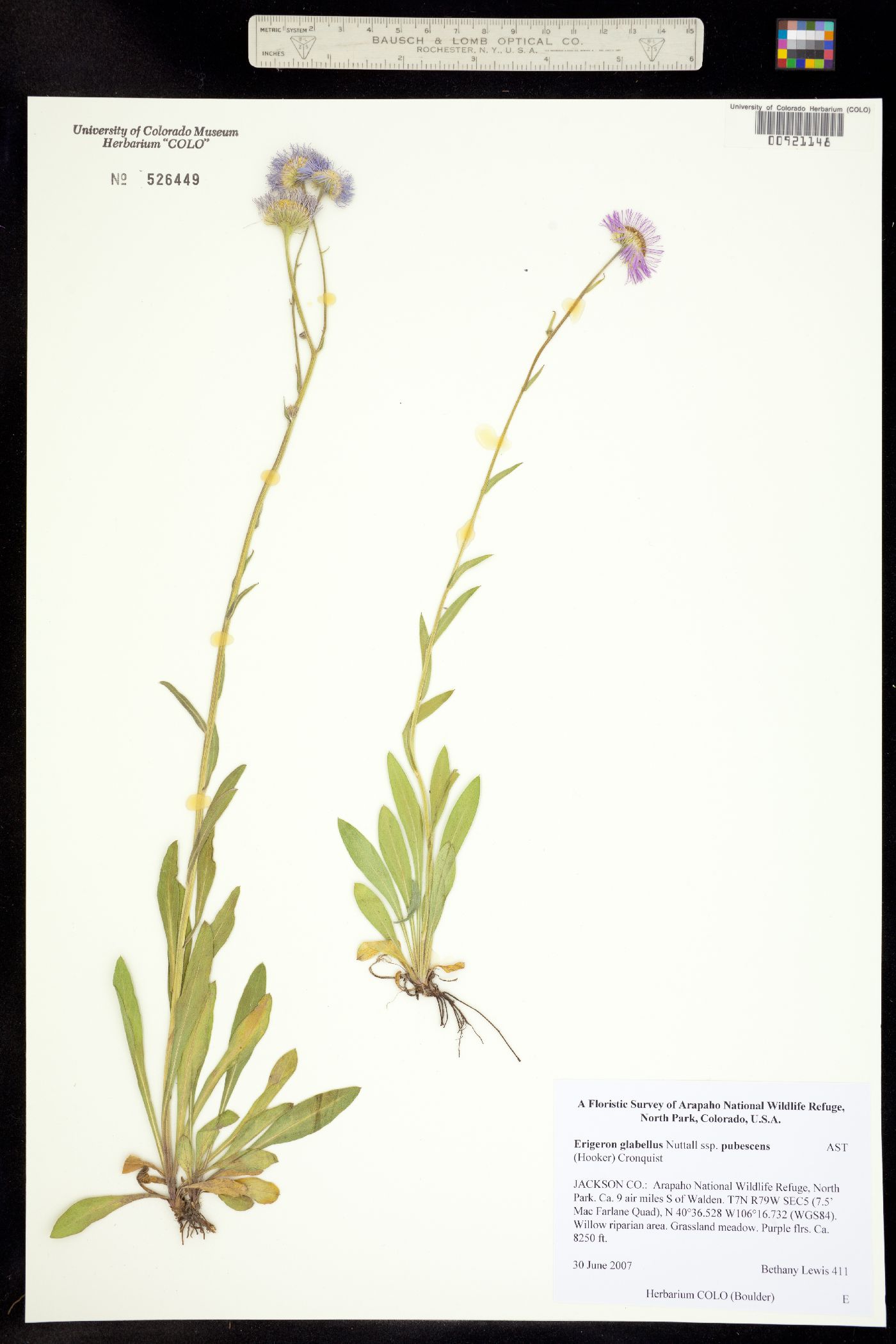 Erigeron glabellus image