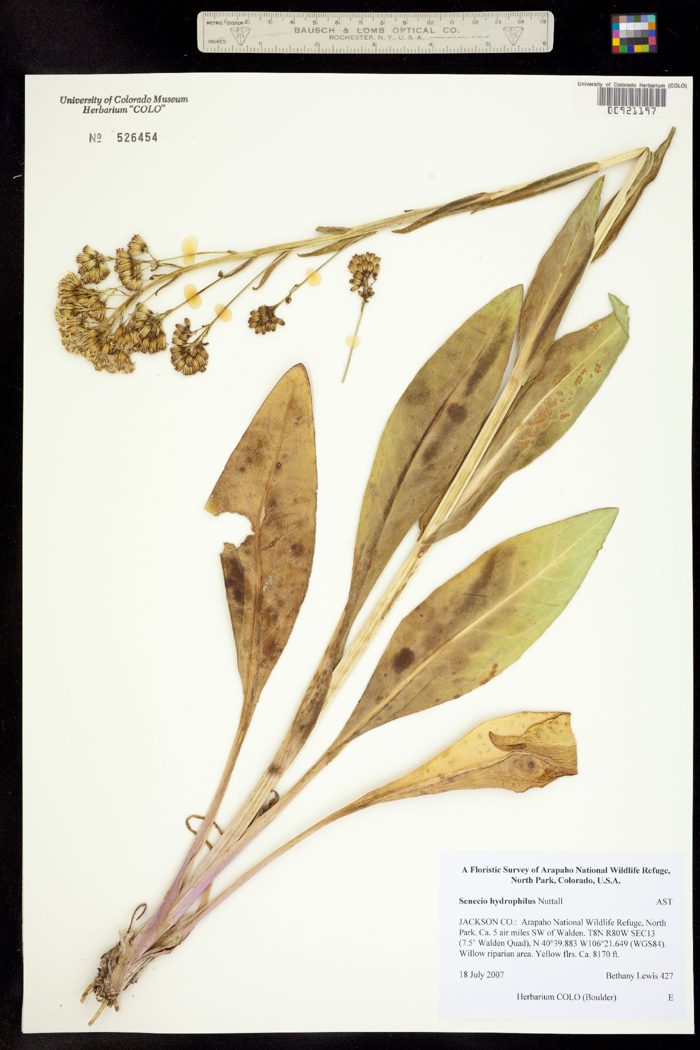 Senecio image
