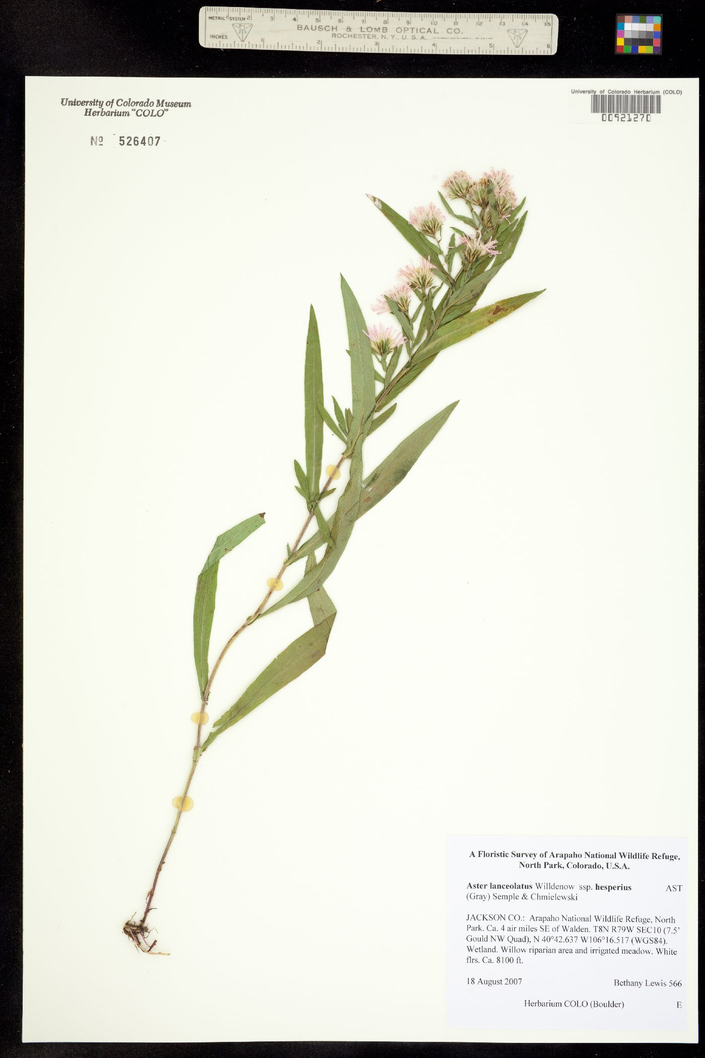 Aster lanceolatus ssp. hesperius image