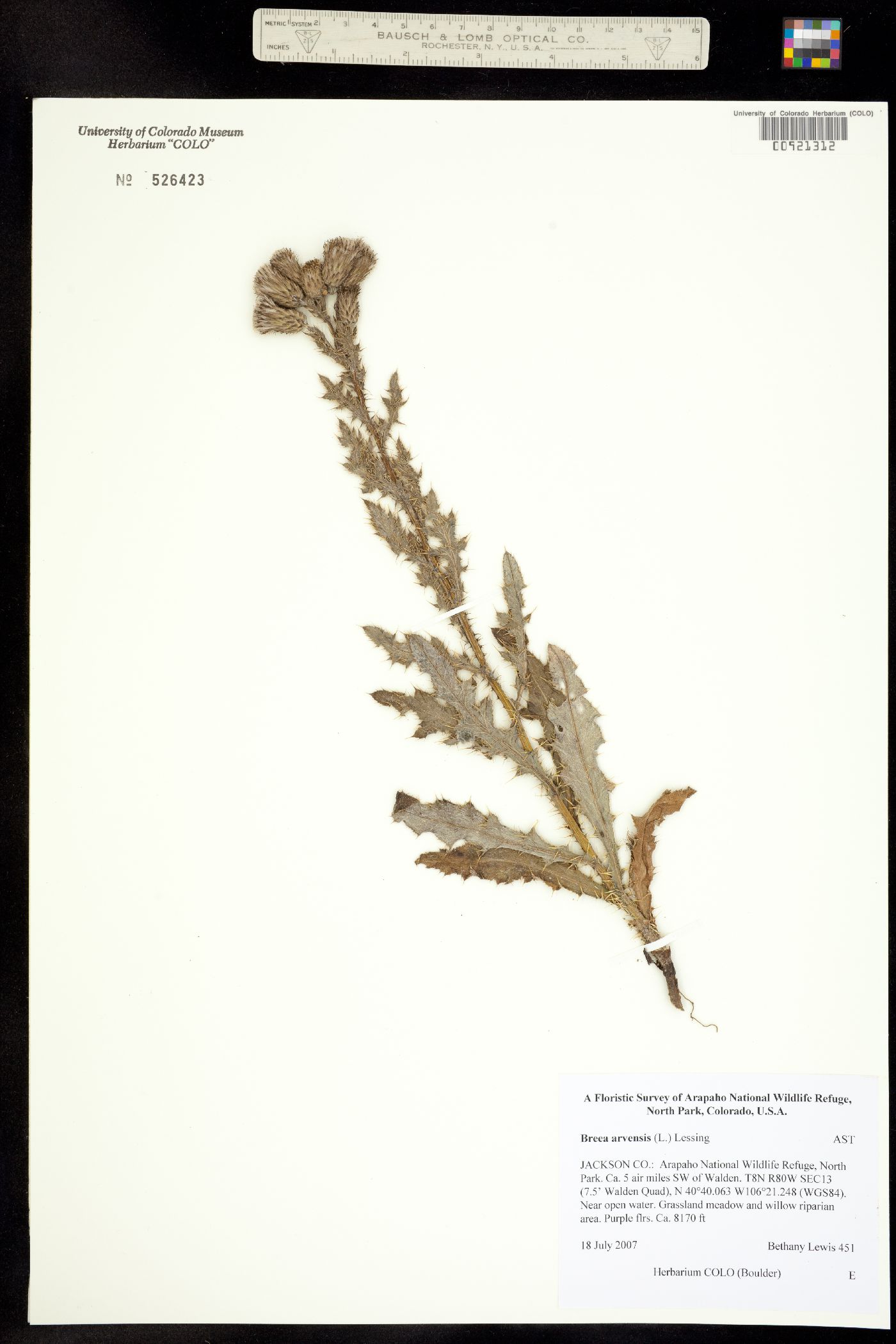 Cirsium arvense image