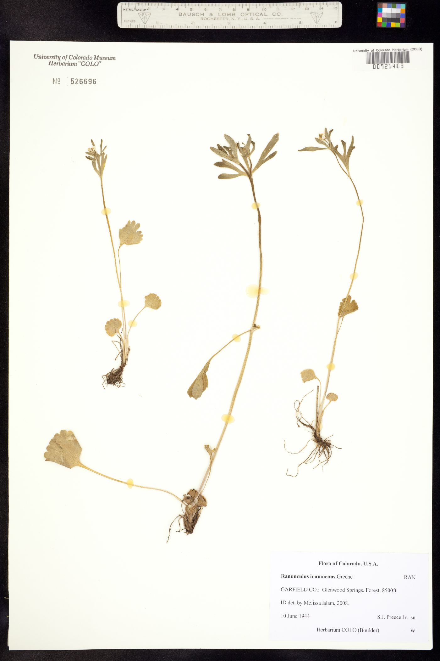 Ranunculus image