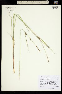 Carex lanuginosa image