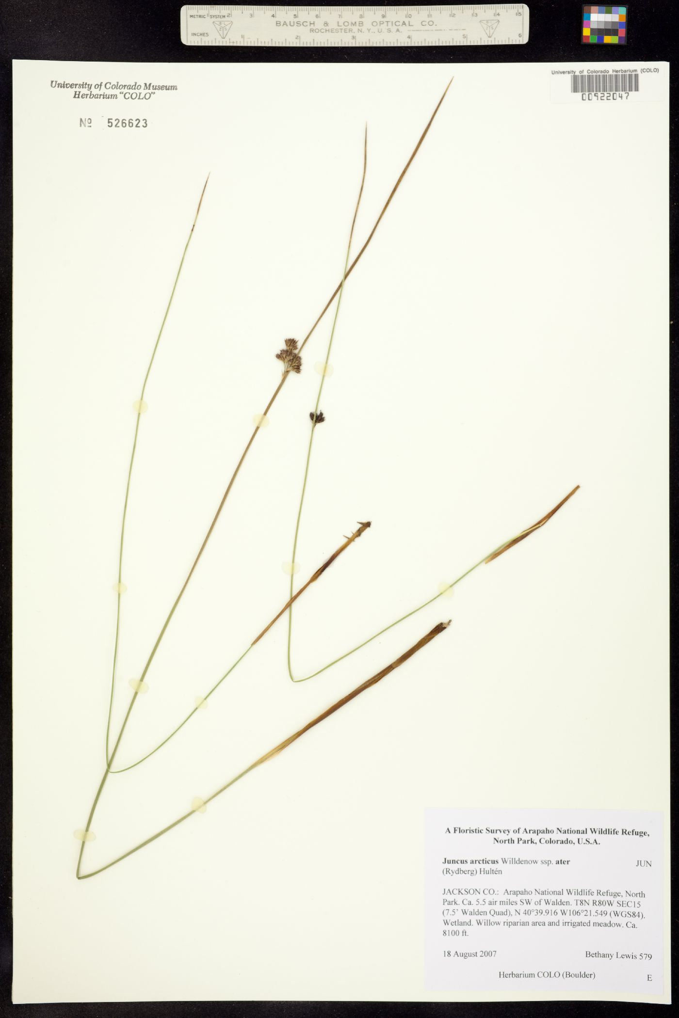 Juncus balticus image