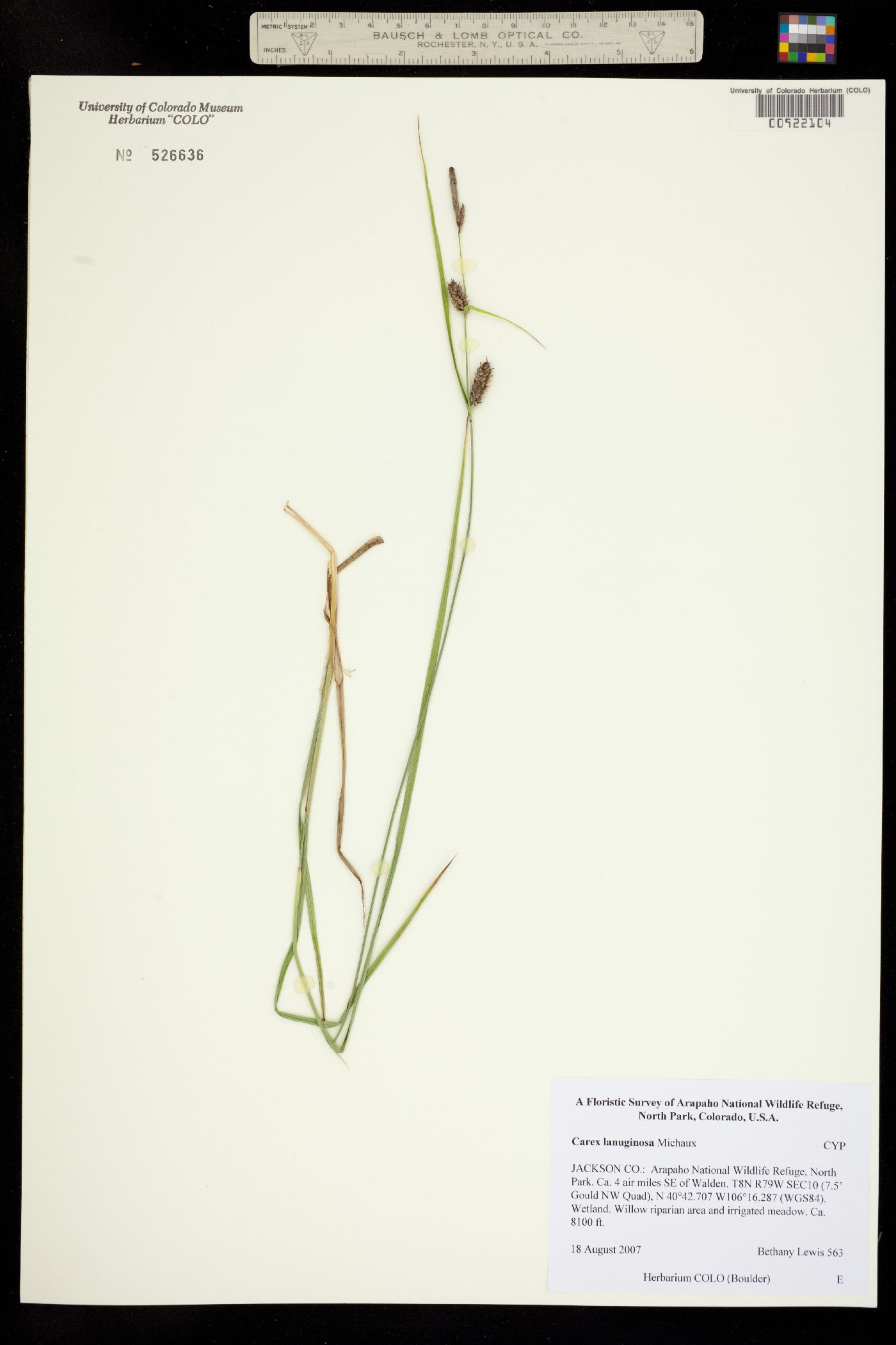 Carex lanuginosa image