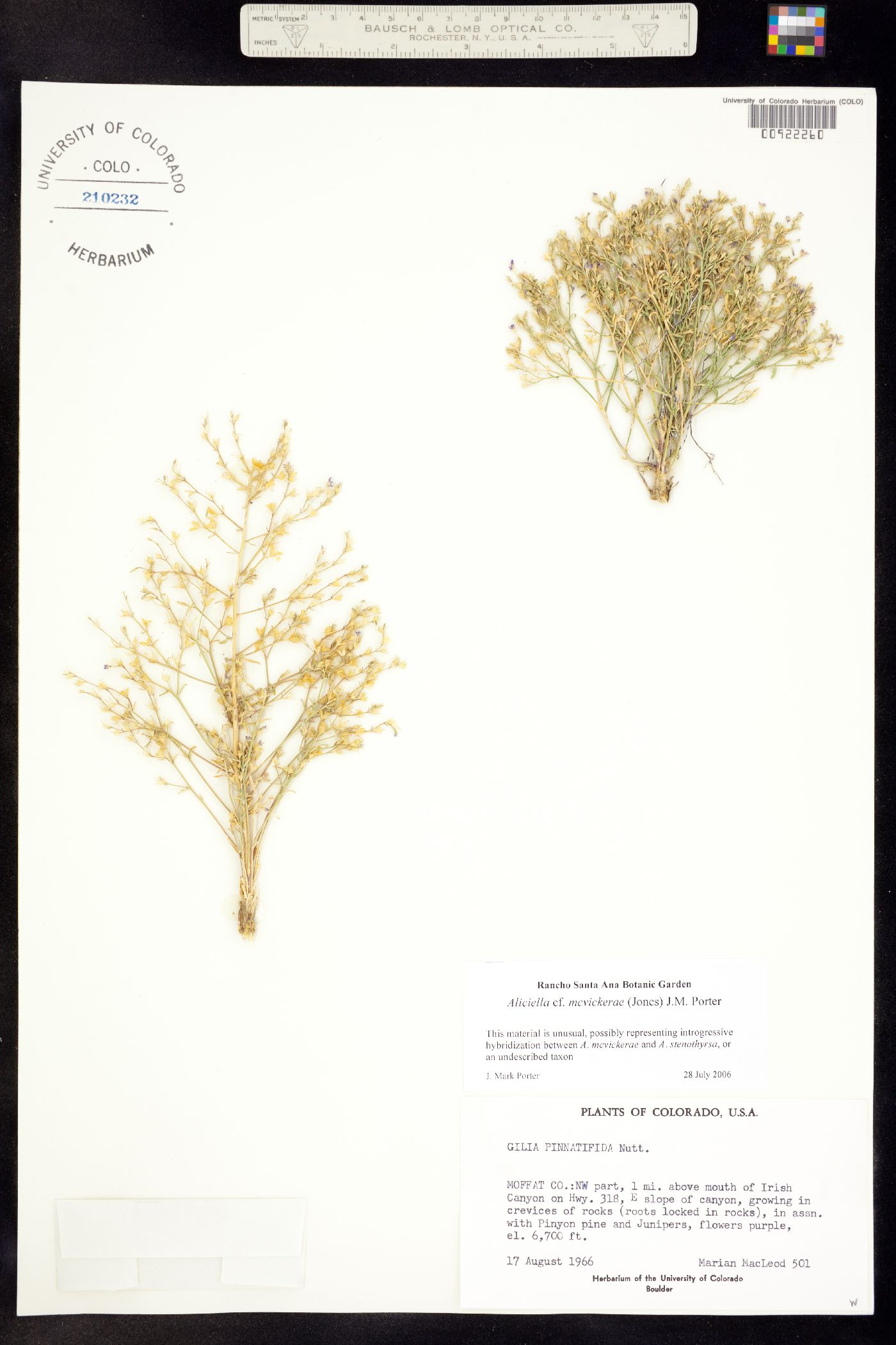 Aliciella mcvickerae image
