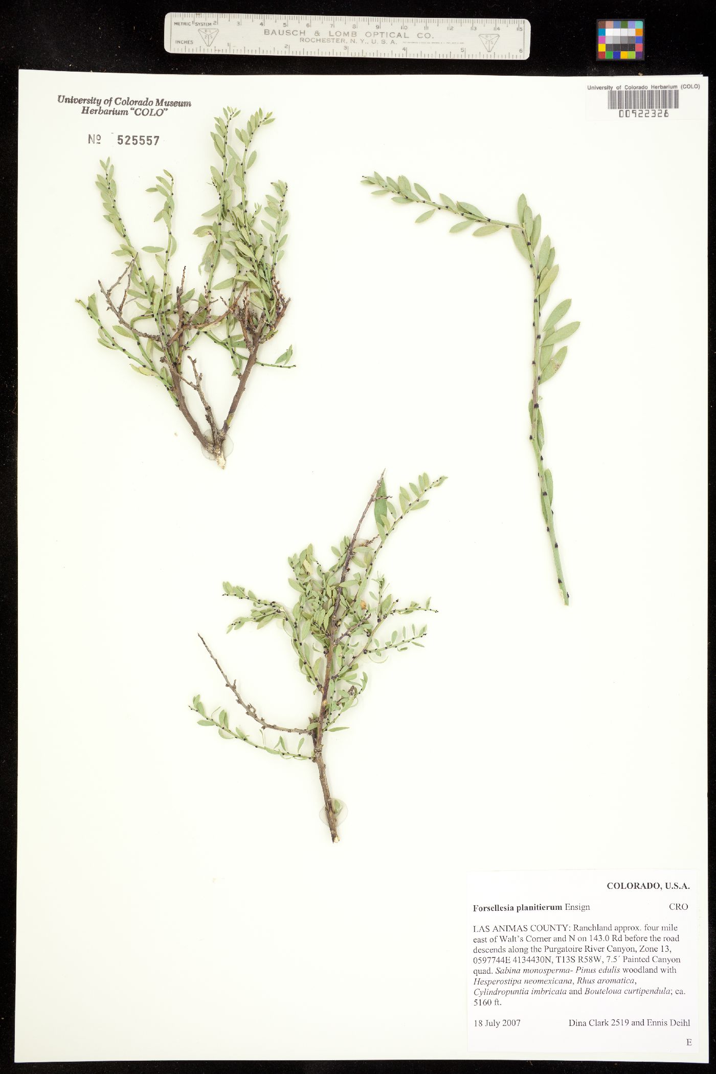 Glossopetalon spinescens var. planitierum image