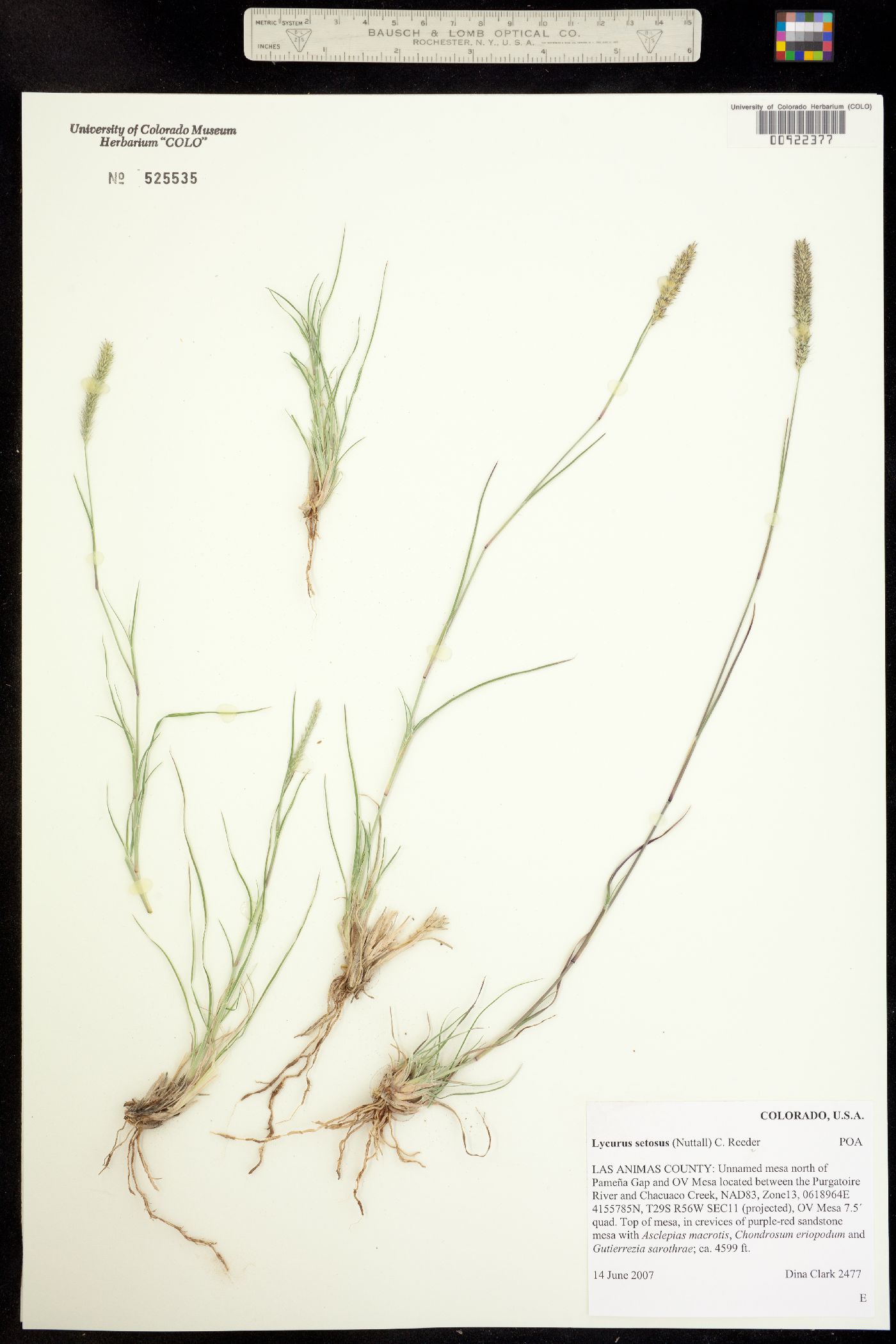Muhlenbergia alopecuroides image
