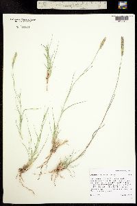 Muhlenbergia alopecuroides image