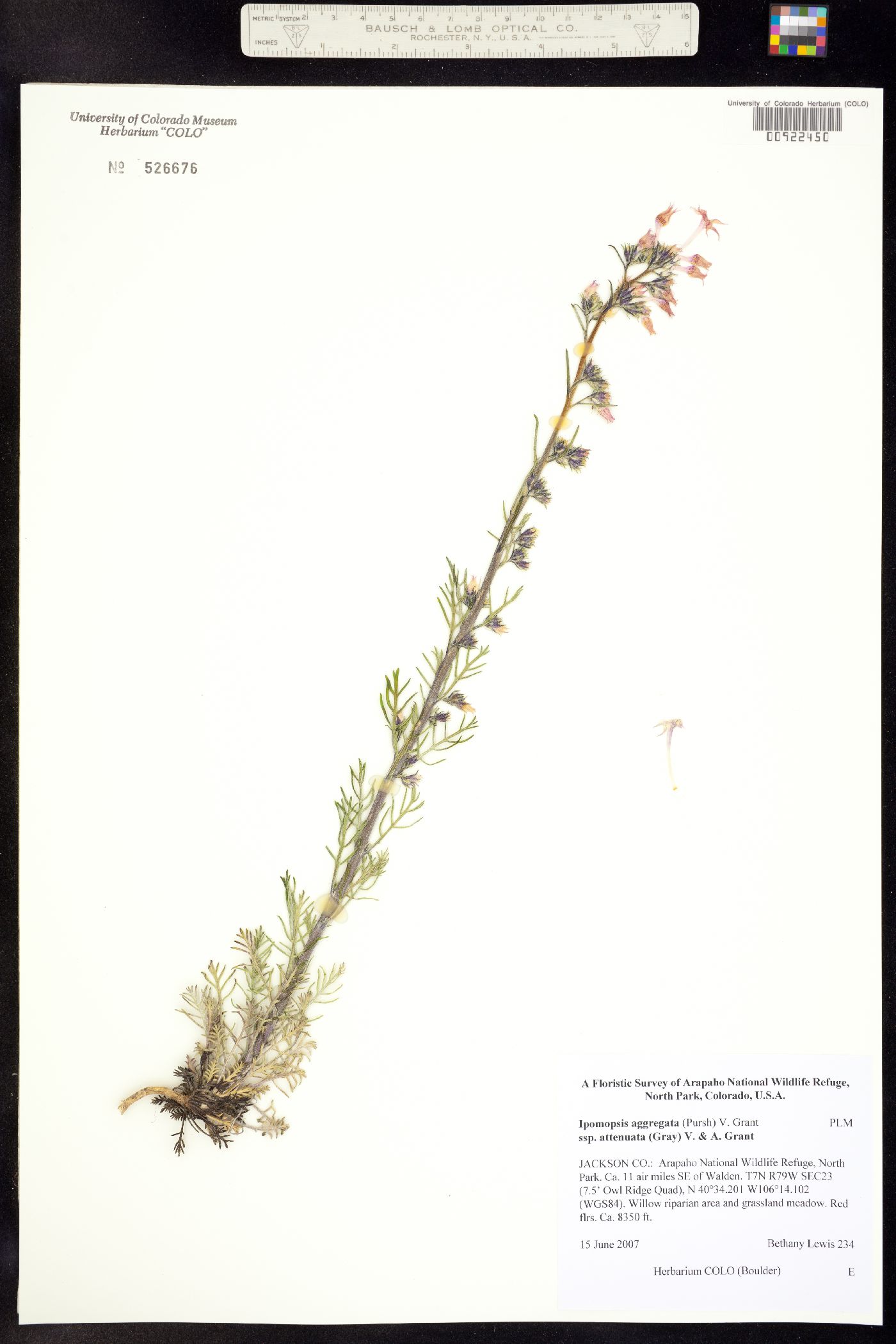 Ipomopsis aggregata ssp. attenuata image