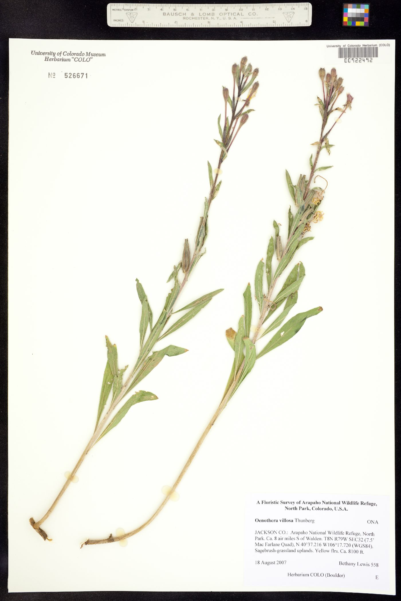 Oenothera villosa ssp. strigosa image