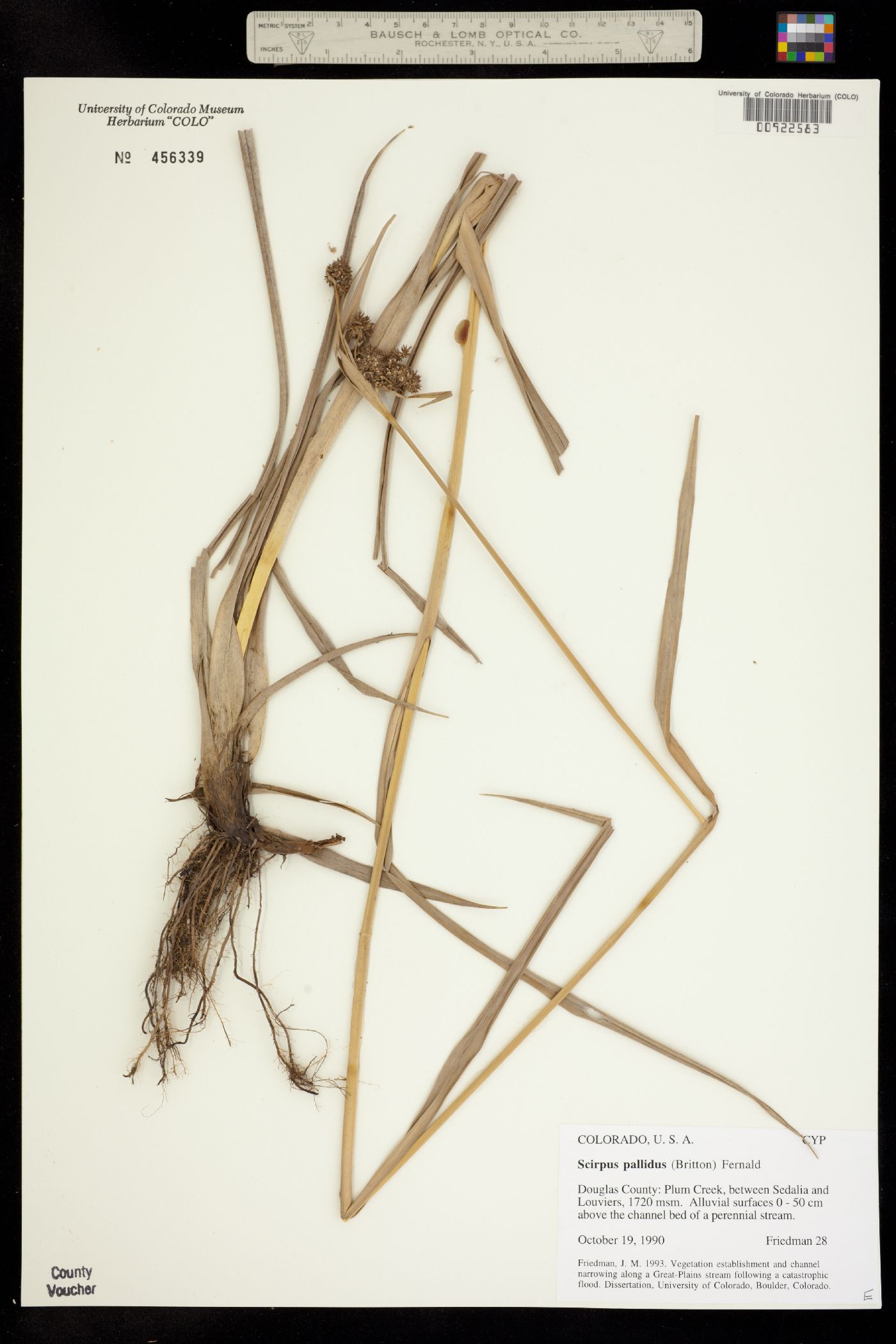 Scirpus pallidus image
