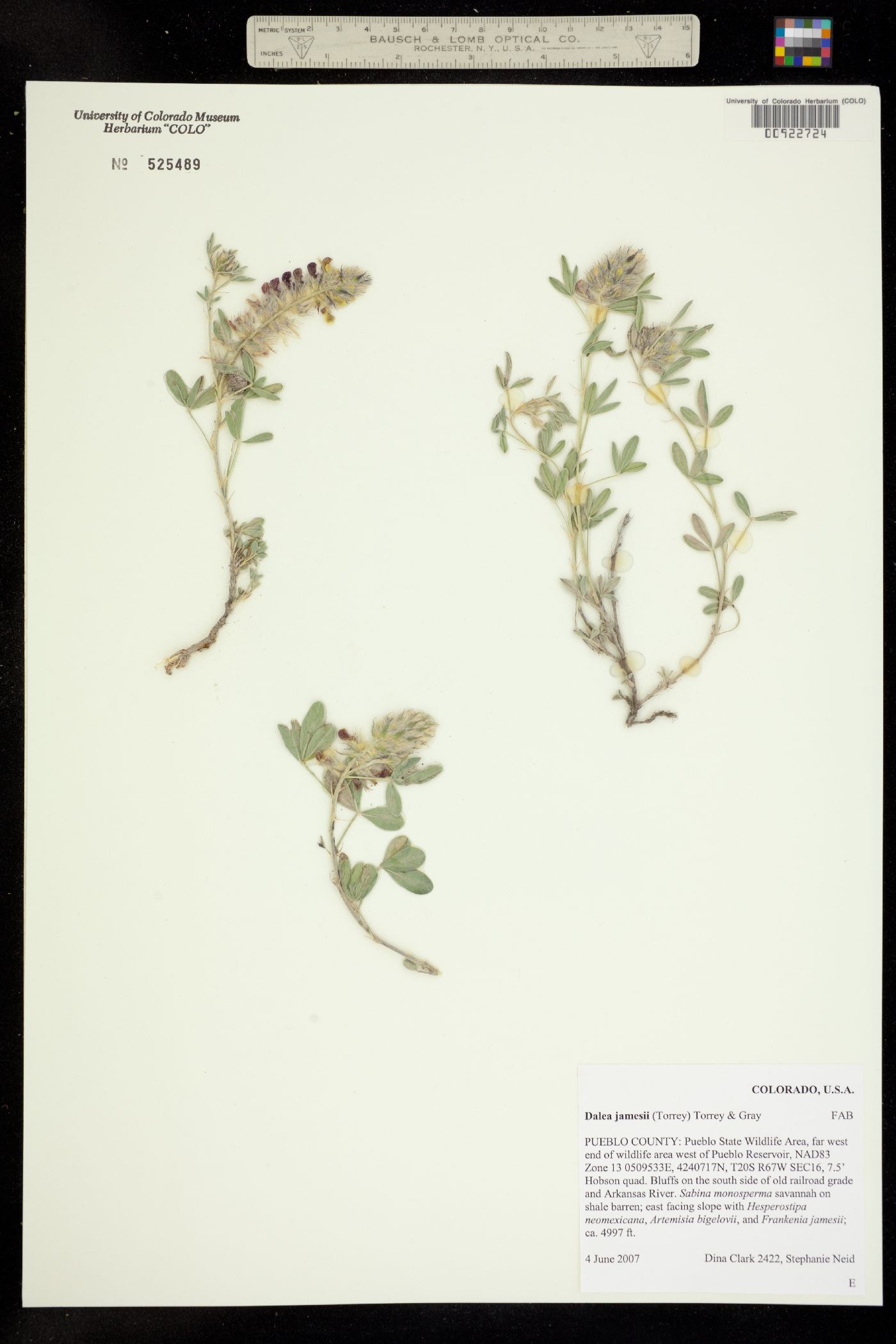 Dalea jamesii image