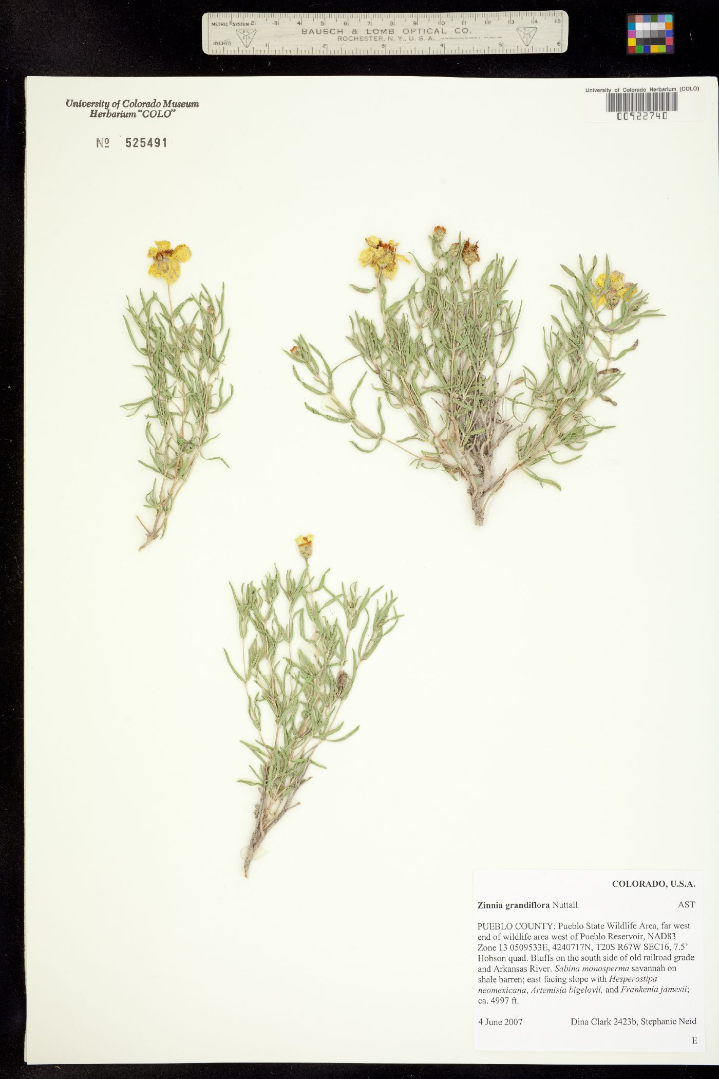 Zinnia grandiflora image