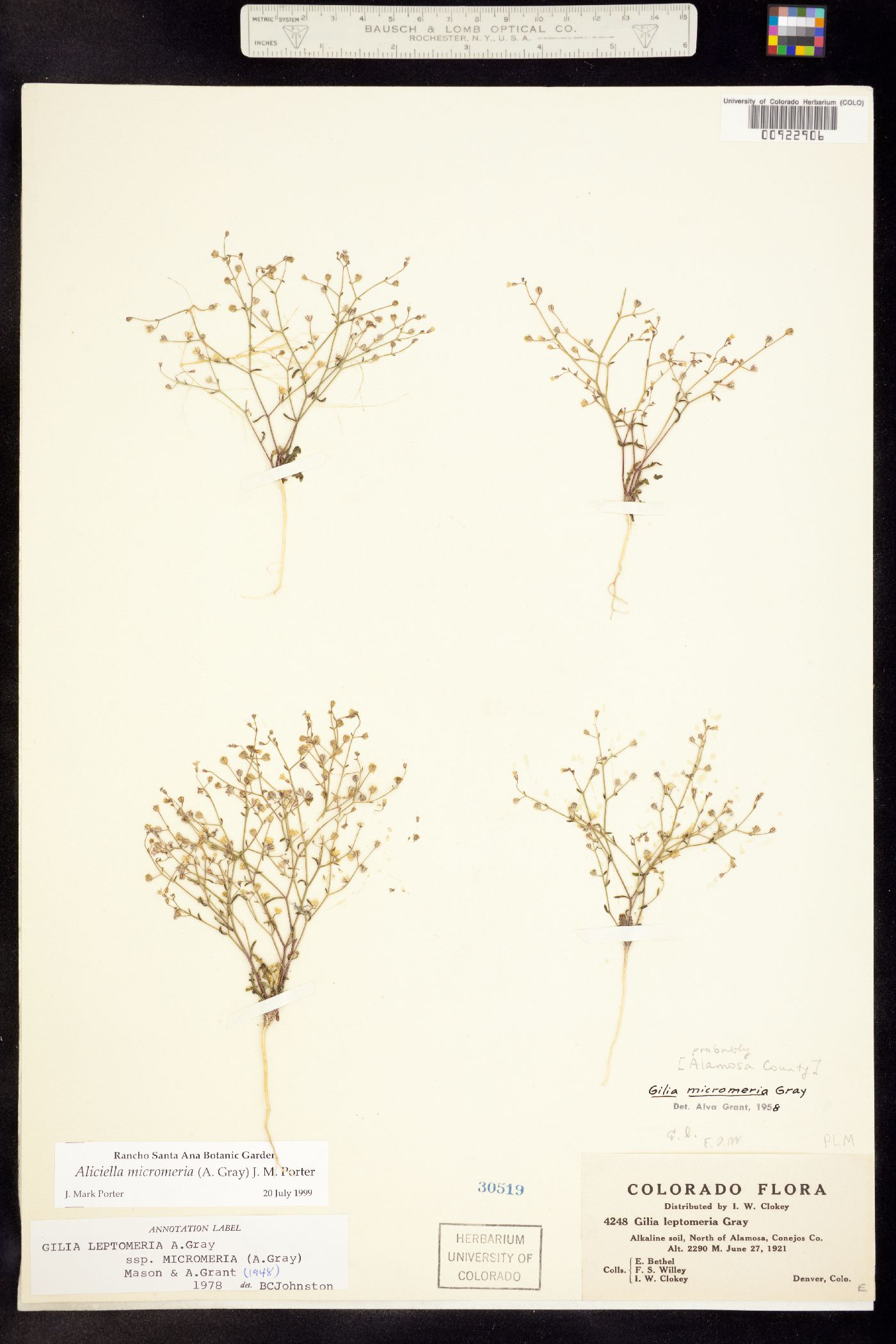 Aliciella micromeria image