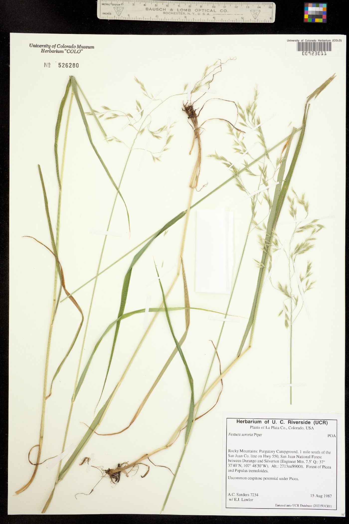 Festuca sororia image