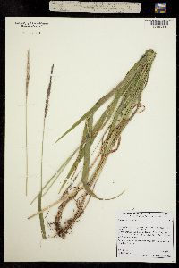 Image of Elymus glaucus