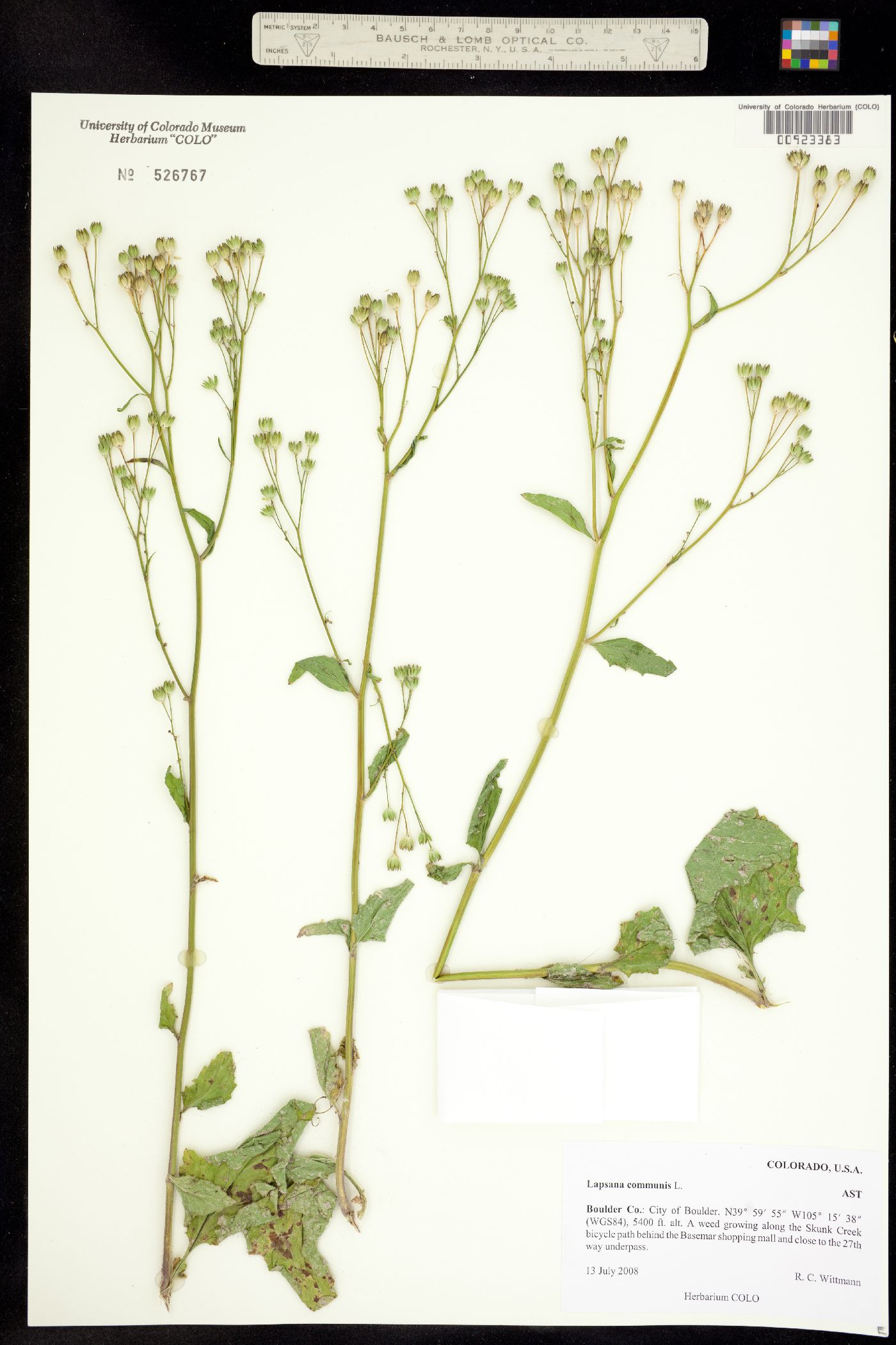 Lapsana communis image