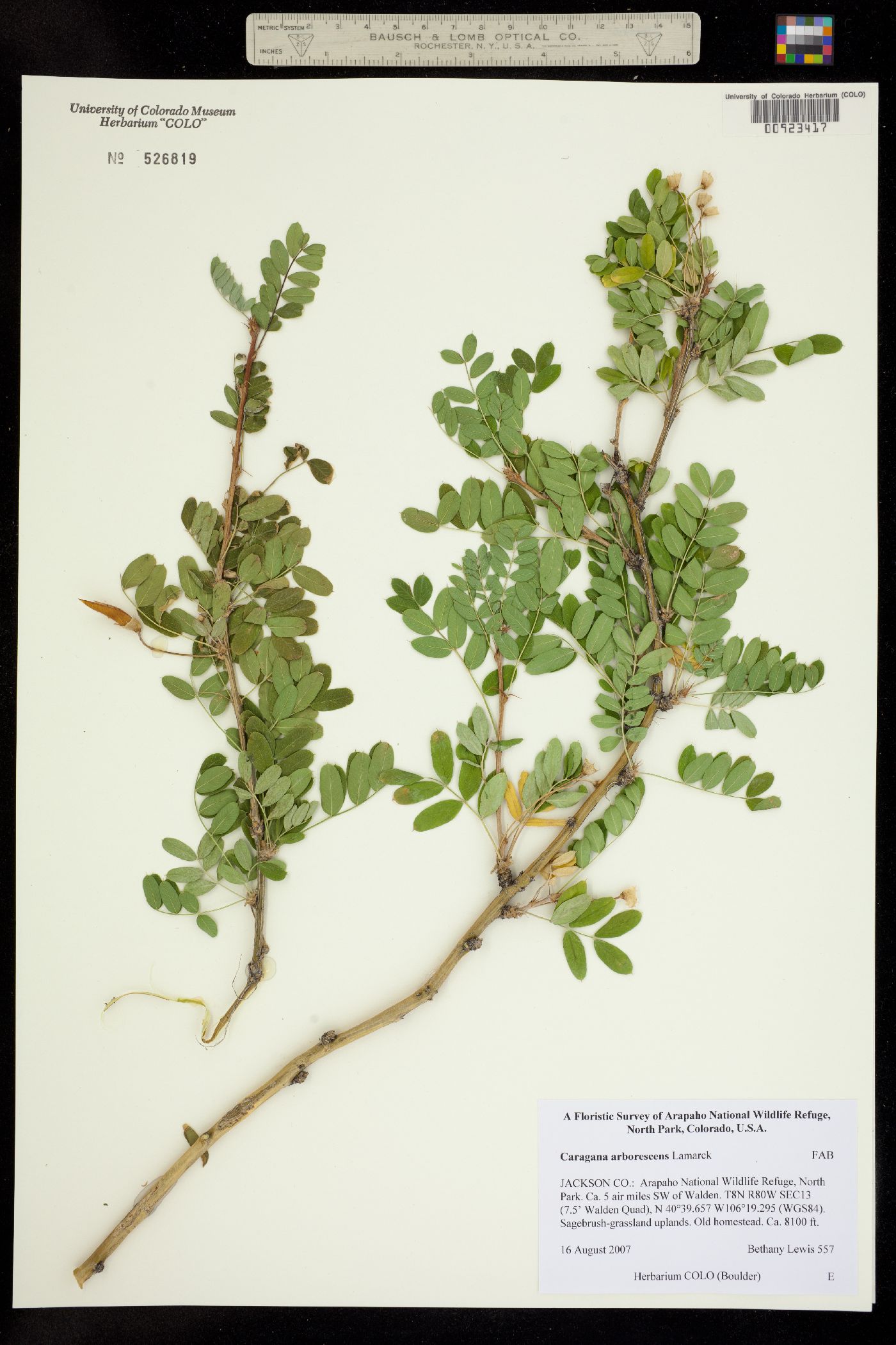 Caragana arborescens image