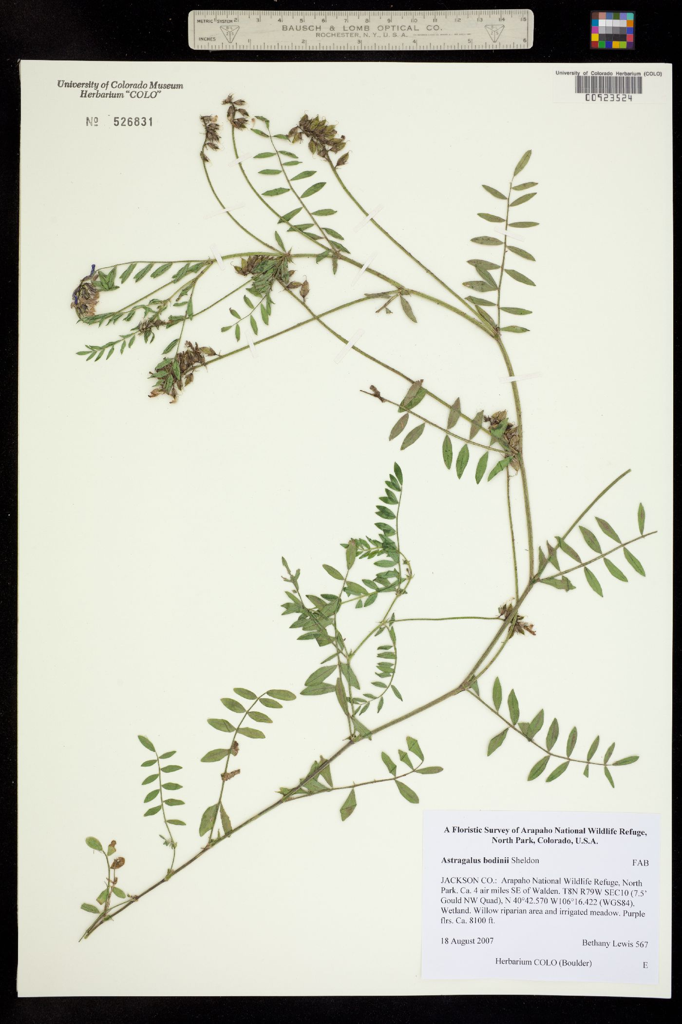 Astragalus bodinii image