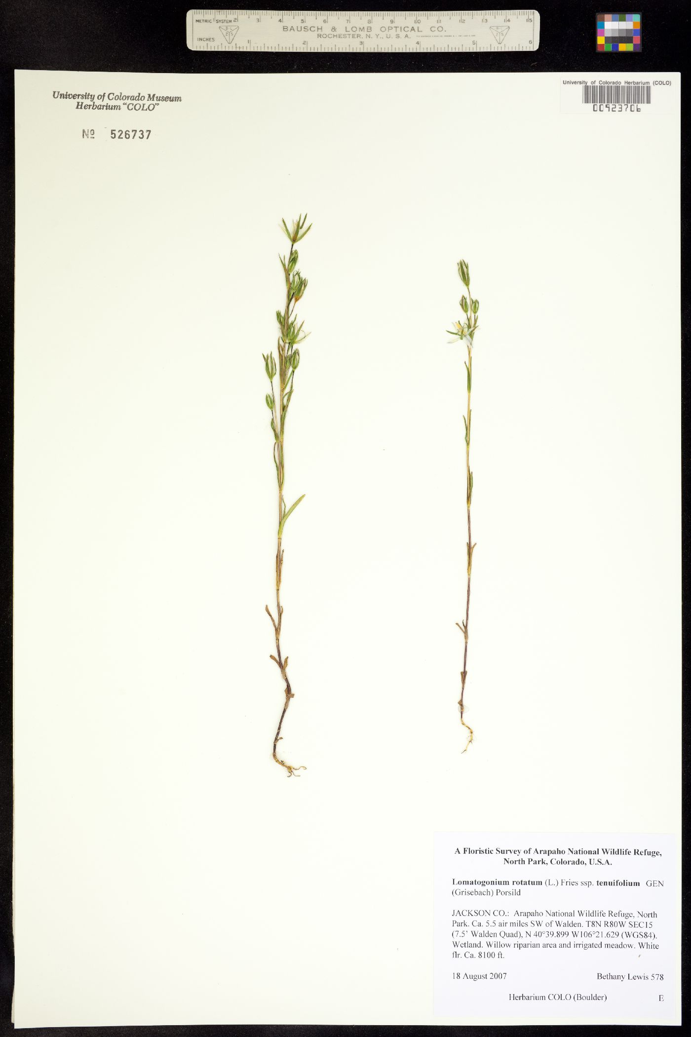 Lomatogonium rotatum image