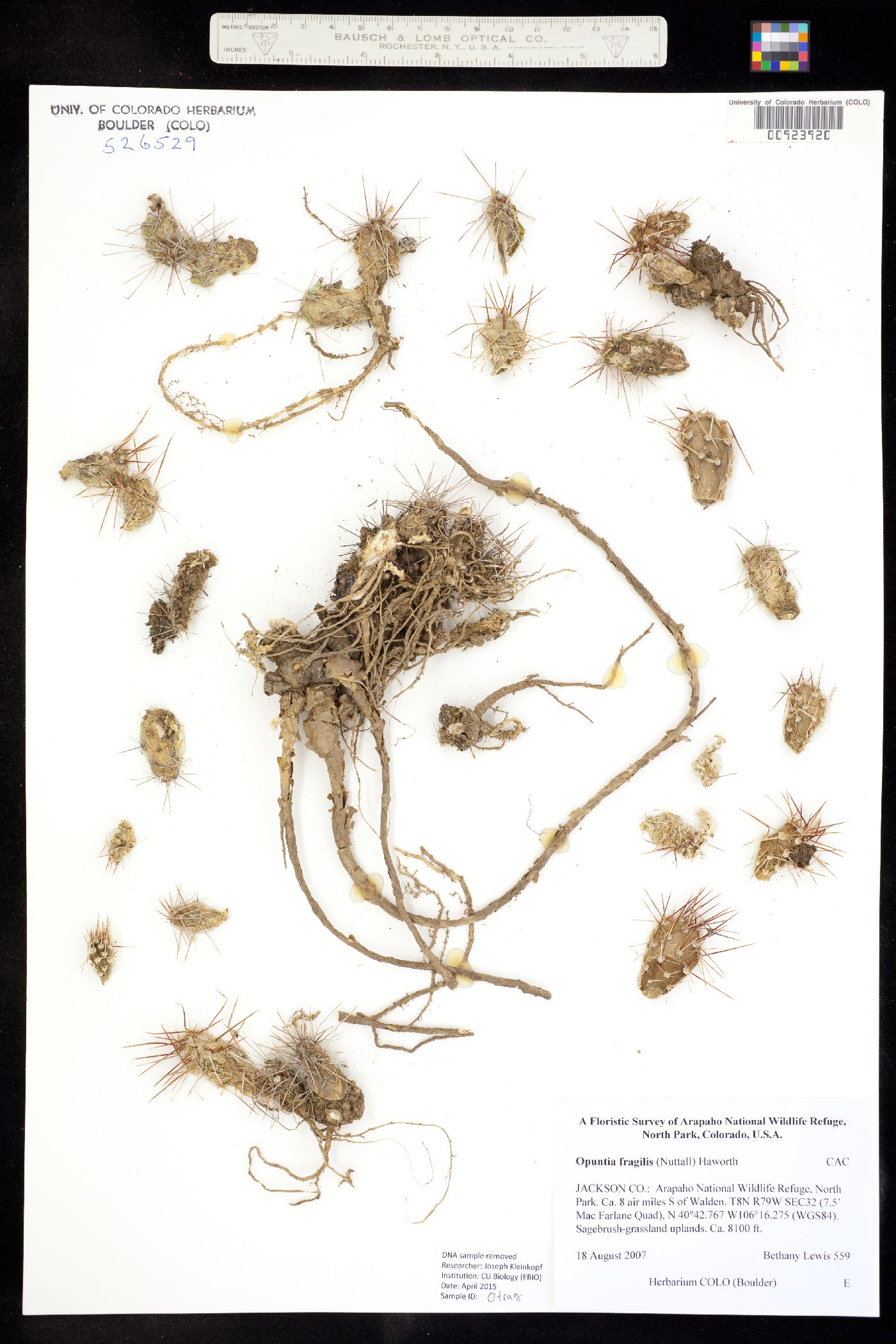 Opuntia fragilis image