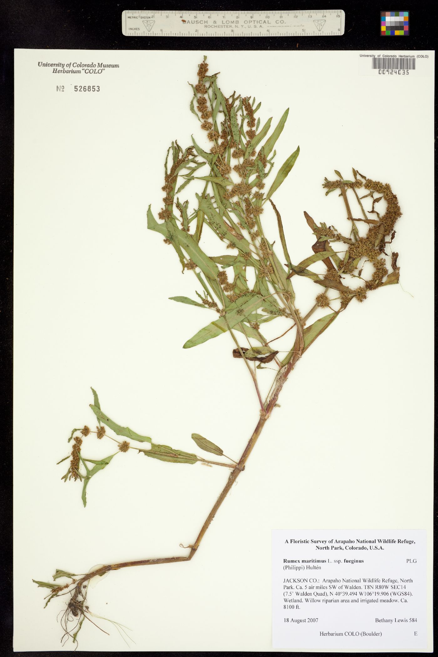 Rumex fueginus image