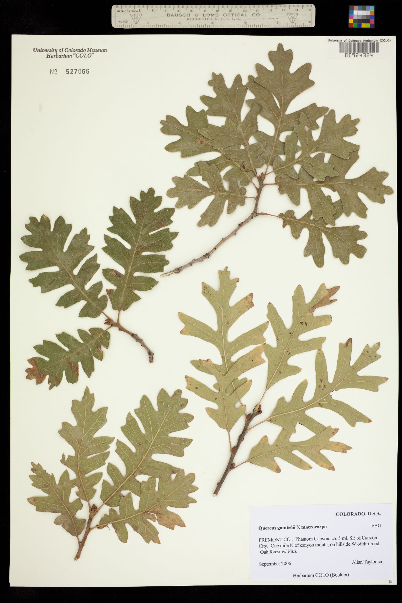 Quercus gambelii image