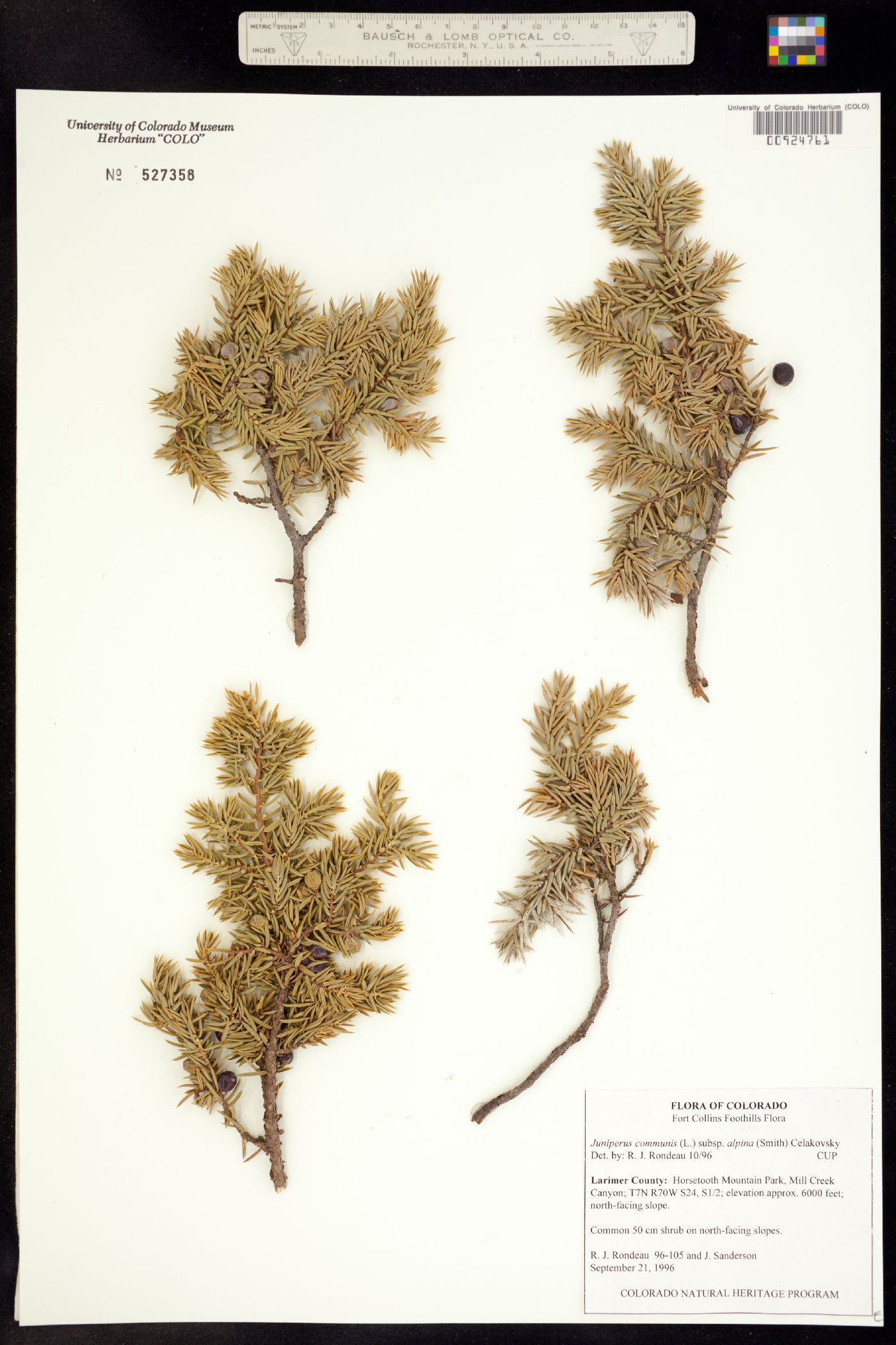 University Of Colorado Museum Of Natural History Herbarium Detailed Collection Record Information